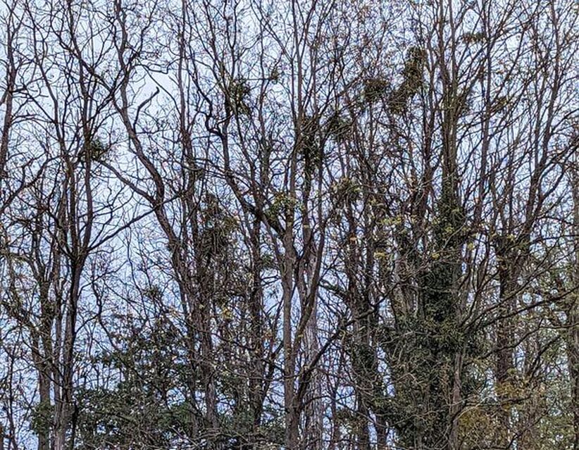 Trees filled with mistletoe along a highway in the Franche-Comté region.
