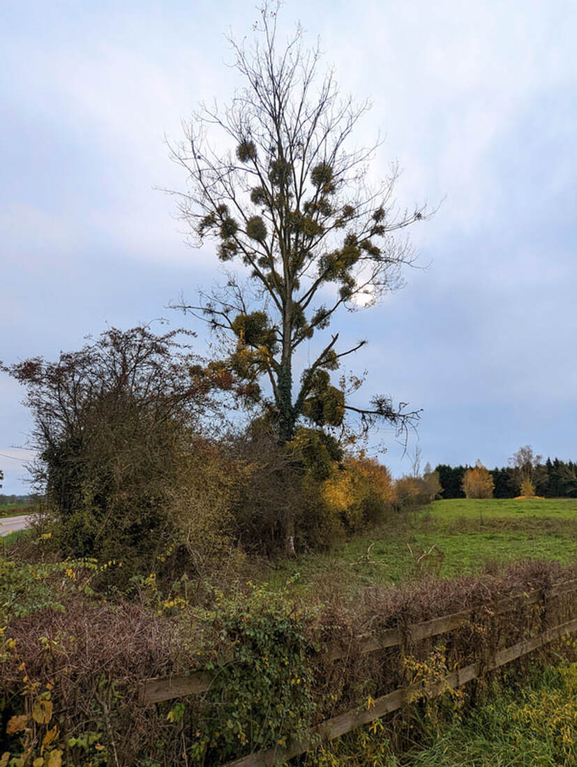 Mistletoe or gui growing on a tree near Mervans, France.