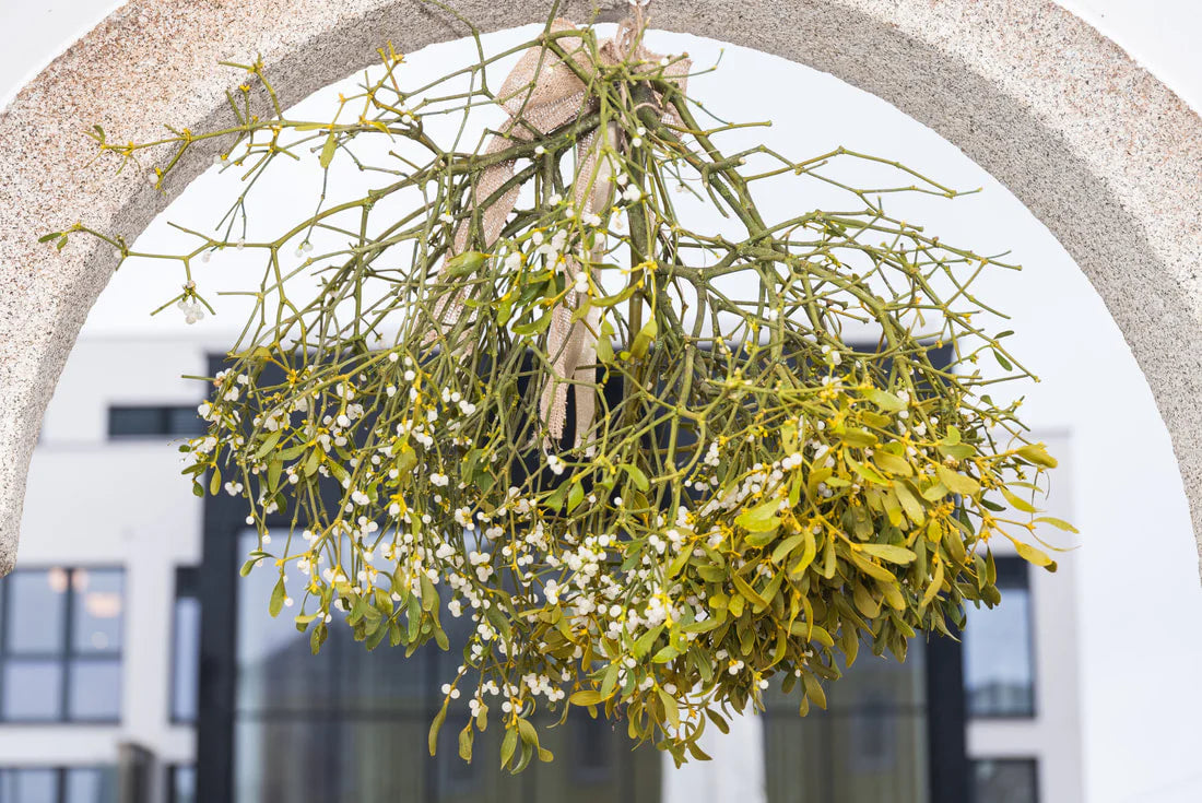 Fresh mistletoe bunch hanging in doorway with ribbon.