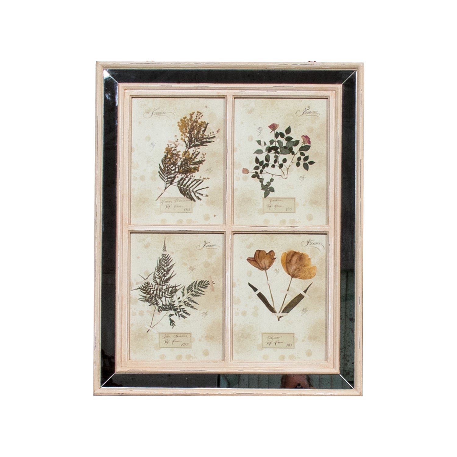 Early 20th Century Framed Italian Herbier Dried and Pressed Botanical, #1 of 3