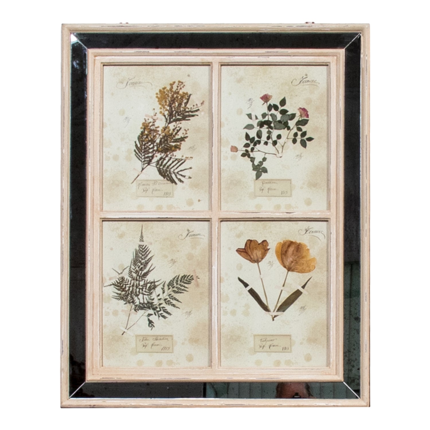 Early 20th Century Framed Italian Herbier Dried and Pressed Botanical, #1 of 3