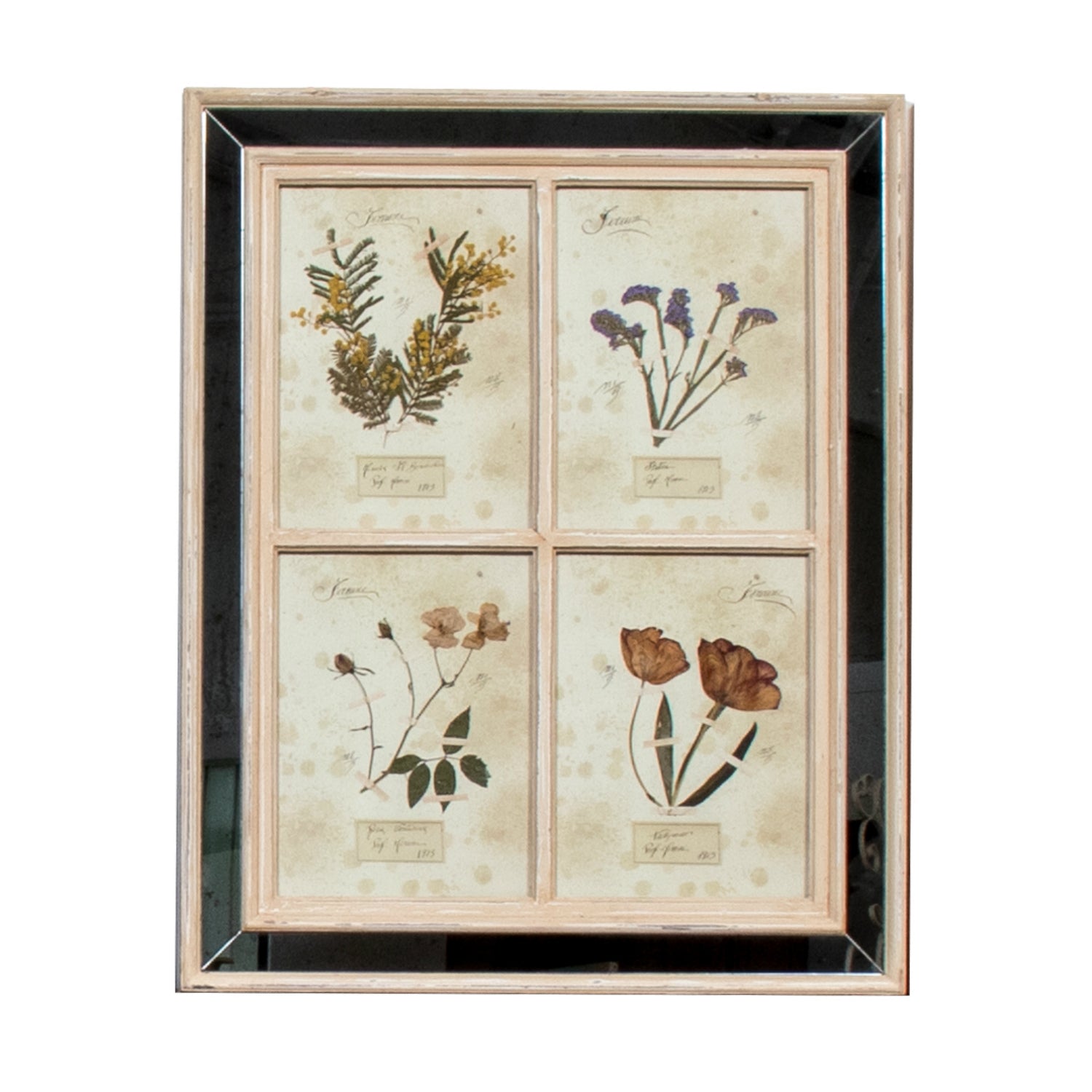 Early 20th Century Framed Italian Herbier Botanical, #2 of 3