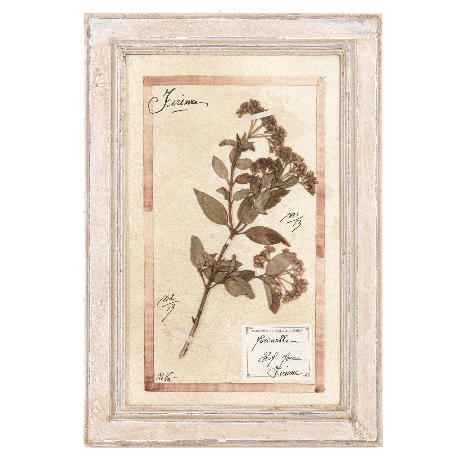 Early 20th Century Framed Italian Herbier Dried and Pressed Botanical, 4 of 8