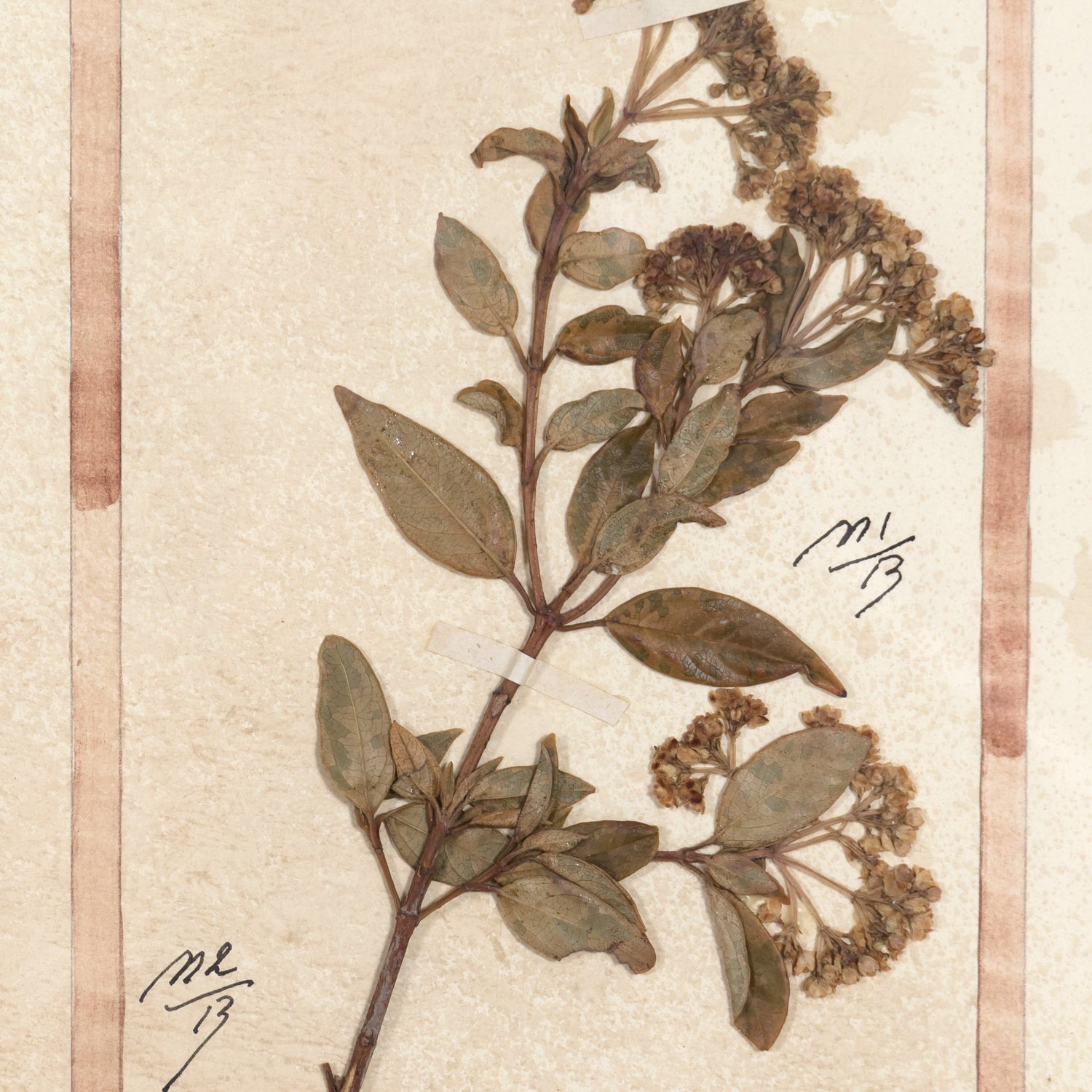 Early 20th Century Framed Italian Herbier Dried and Pressed Botanical, 4 of 8