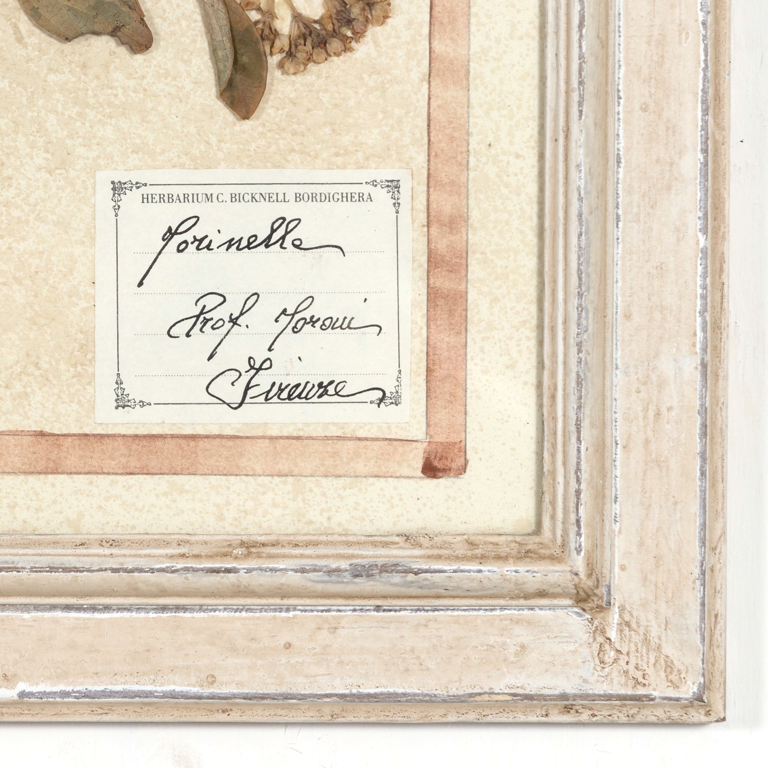 Early 20th Century Framed Italian Herbier Dried and Pressed Botanical, 4 of 8