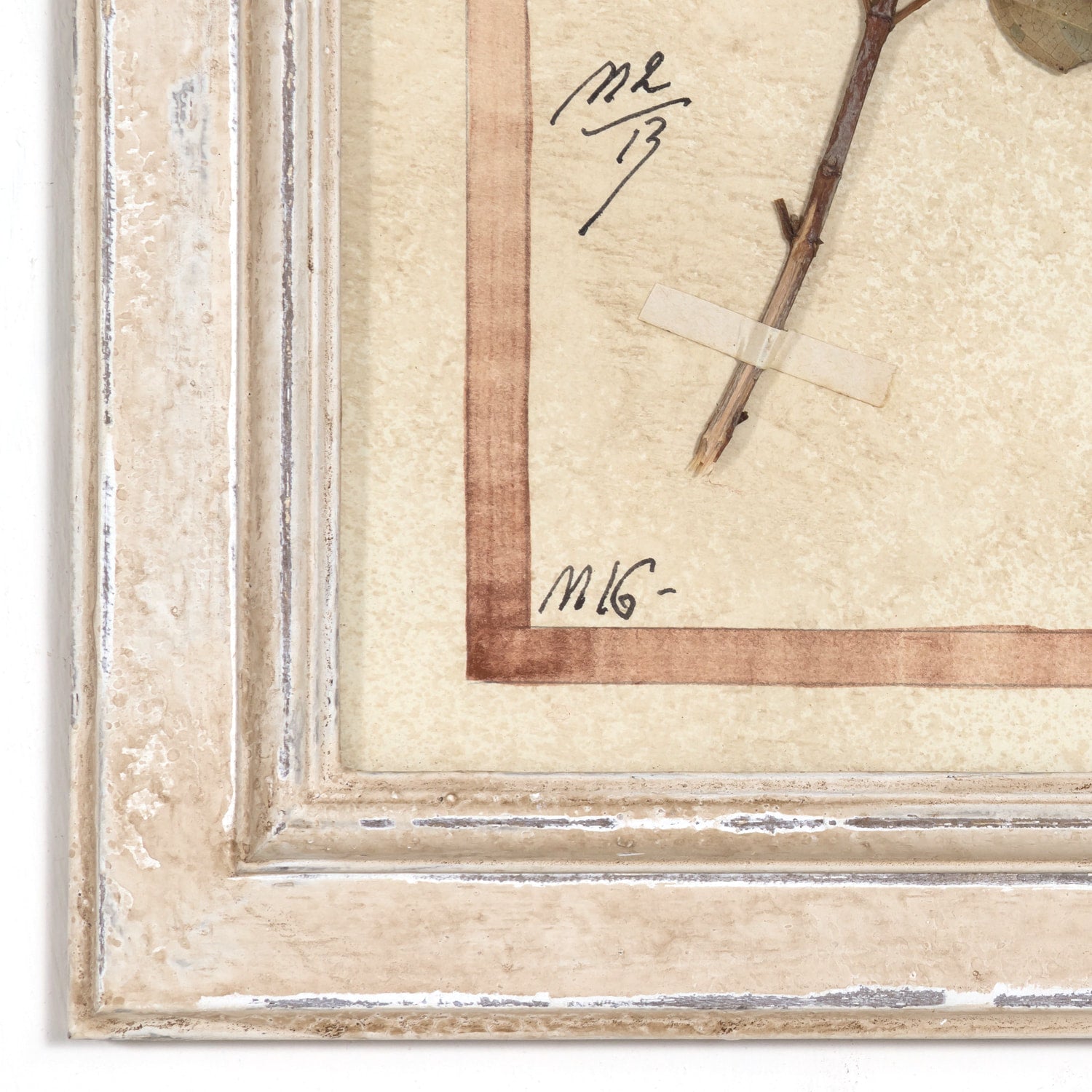 Early 20th Century Framed Italian Herbier Dried and Pressed Botanical, 4 of 8