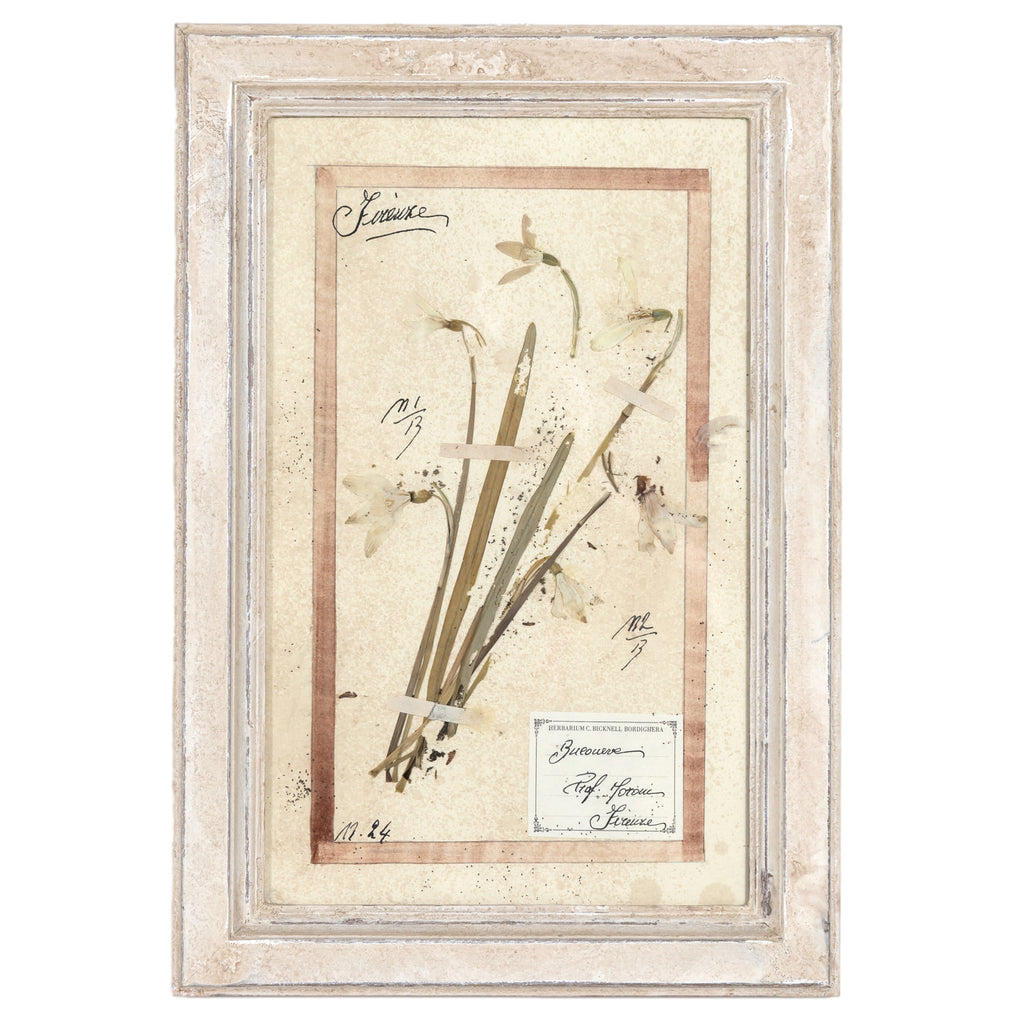 Early 20th Century Framed Italian Herbier Dried and Pressed Botanical, 7 of 8