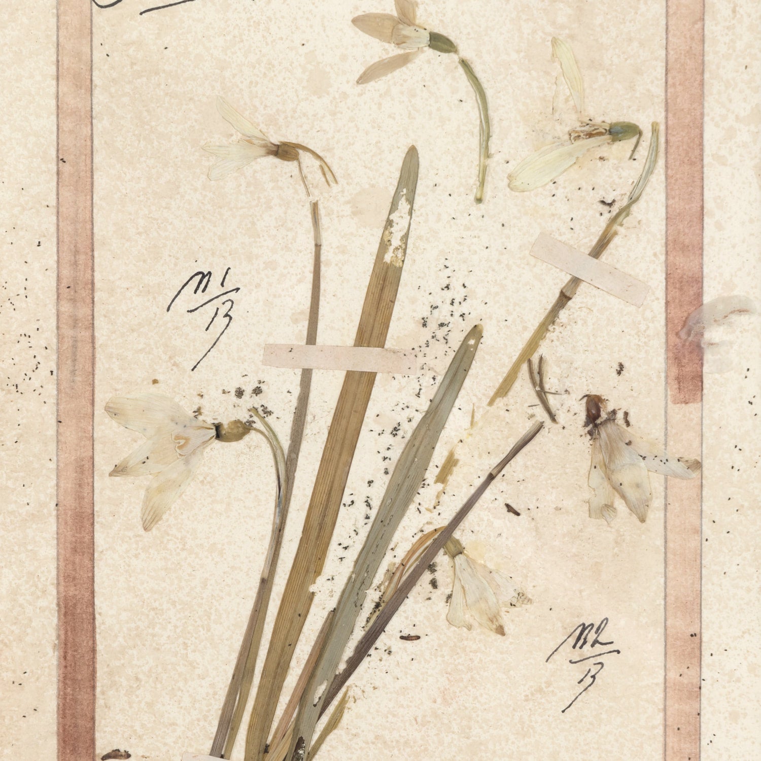 Early 20th Century Framed Italian Herbier Dried and Pressed Botanical, 7 of 8