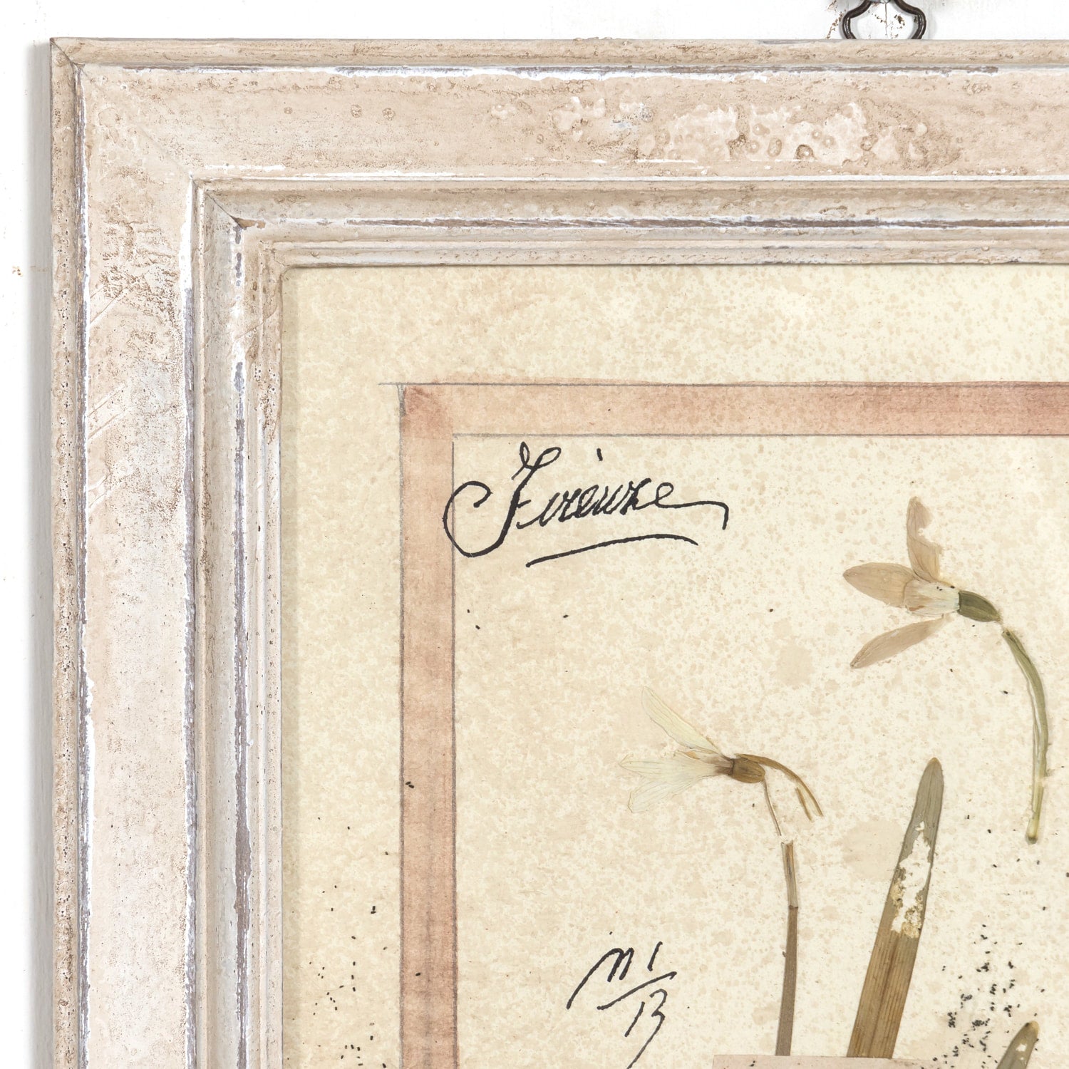 Early 20th Century Framed Italian Herbier Dried and Pressed Botanical, 7 of 8