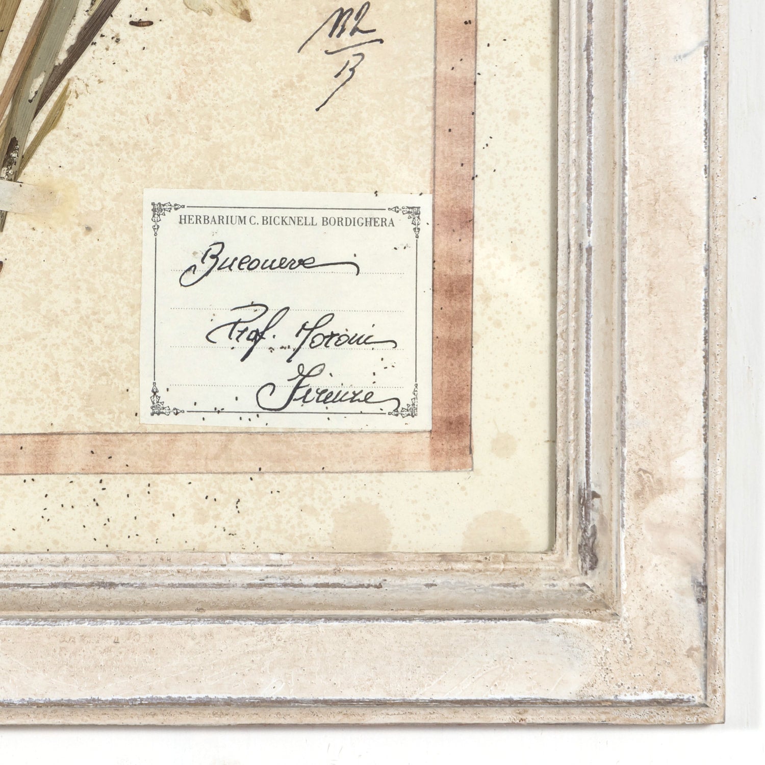 Early 20th Century Framed Italian Herbier Dried and Pressed Botanical, 7 of 8