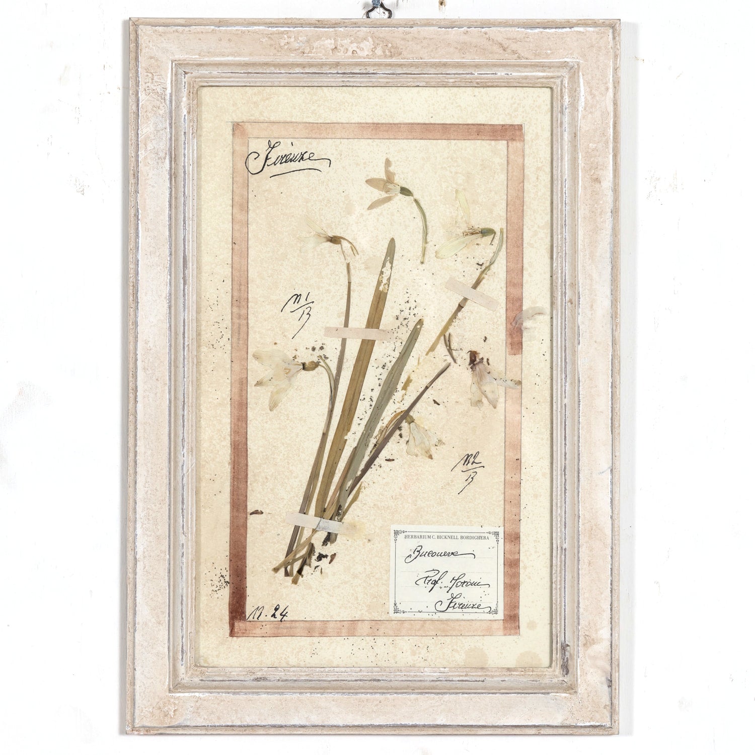 Early 20th Century Framed Italian Herbier Dried and Pressed Botanical, 7 of 8