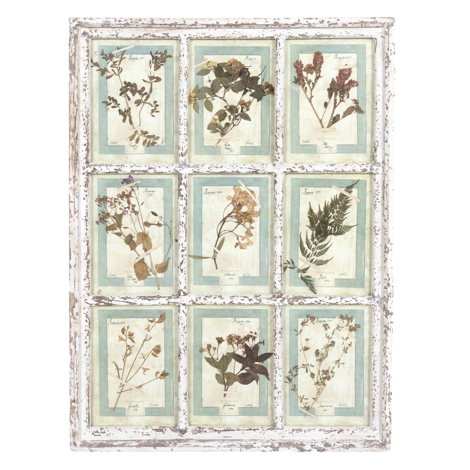 Collection of 9 Early 20th Century Italian Herbiers from Florence, Italy Set in Large 9 Paned White Window Frame