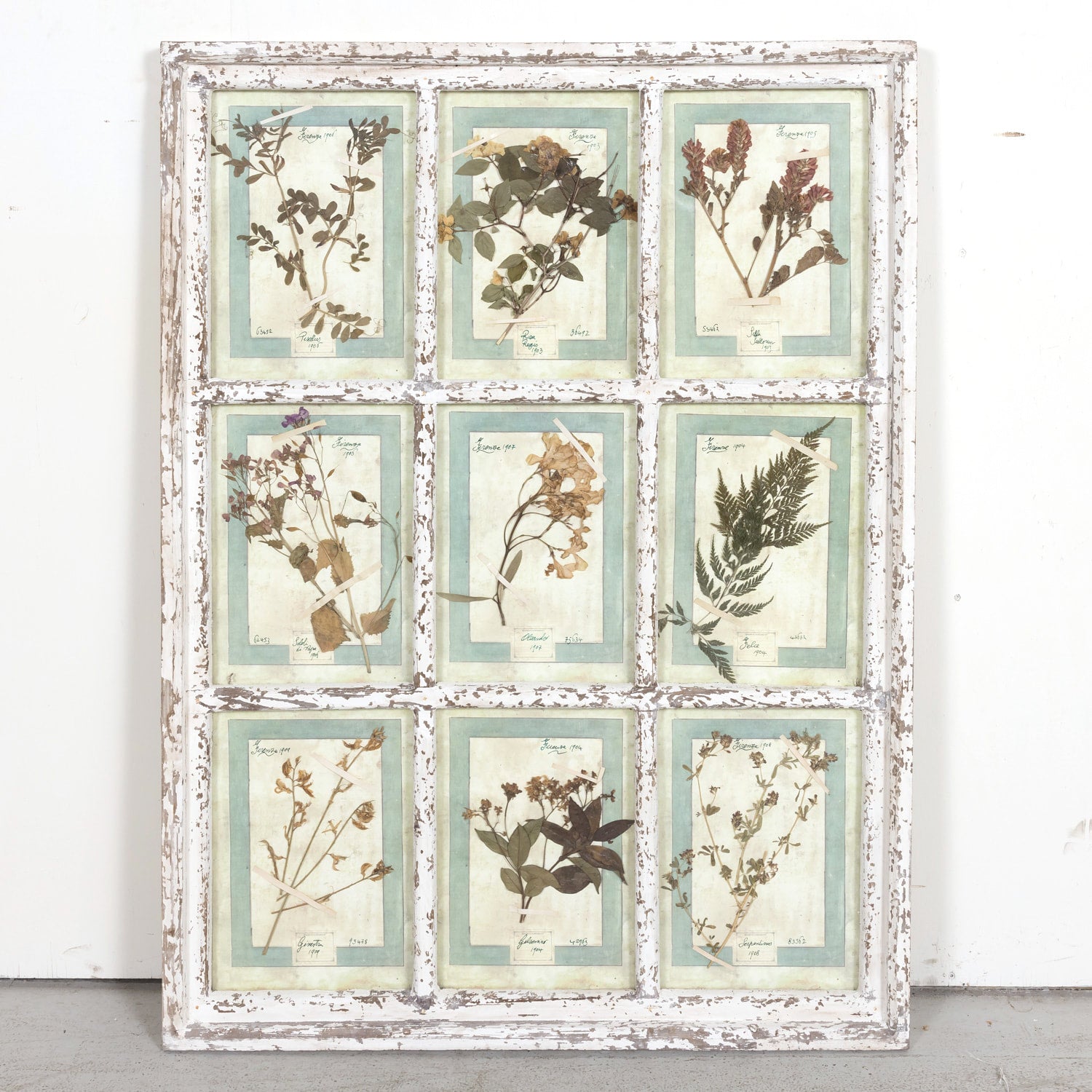 Collection of 9 Early 20th Century Italian Herbiers from Florence, Italy Set in Large 9 Paned White Window Frame