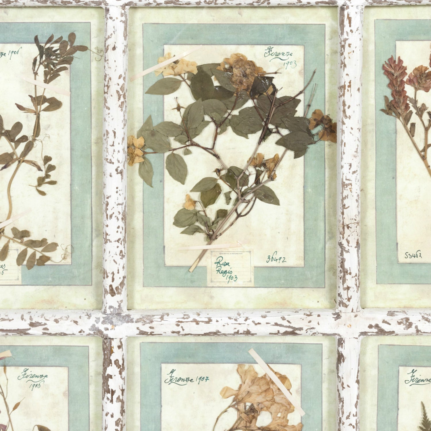 Collection of 9 Early 20th Century Italian Herbiers from Florence, Italy Set in Large 9 Paned White Window Frame