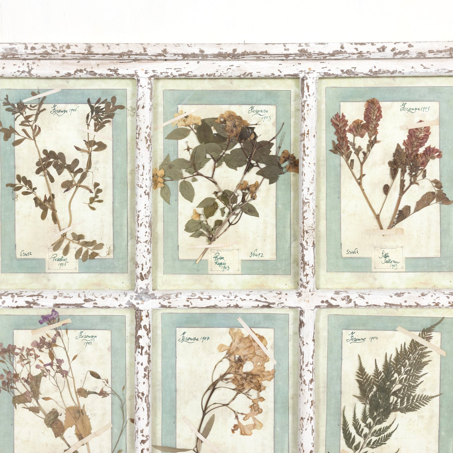 Collection of 9 Early 20th Century Italian Herbiers from Florence, Italy Set in Large 9 Paned White Window Frame
