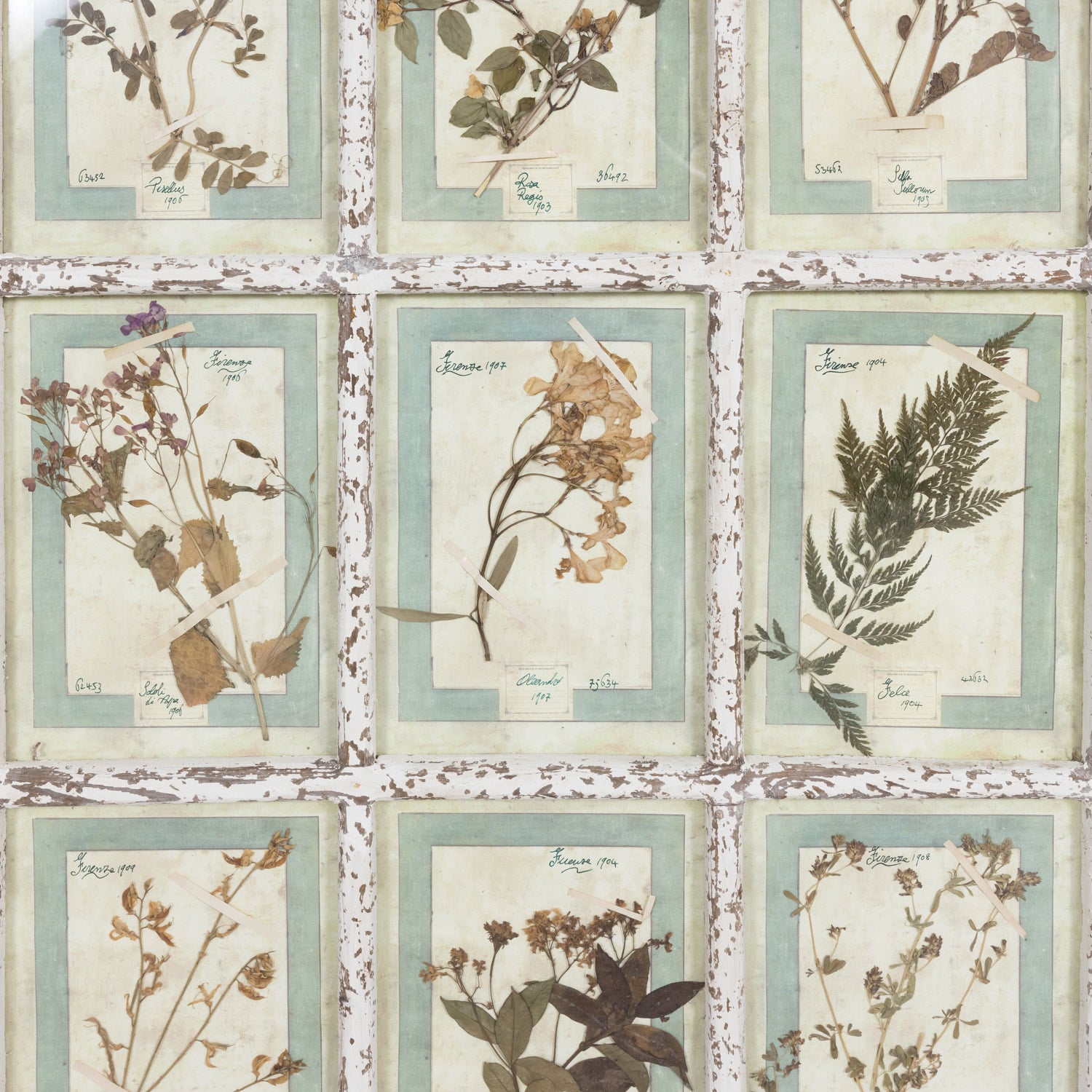 Collection of 9 Early 20th Century Italian Herbiers from Florence, Italy Set in Large 9 Paned White Window Frame
