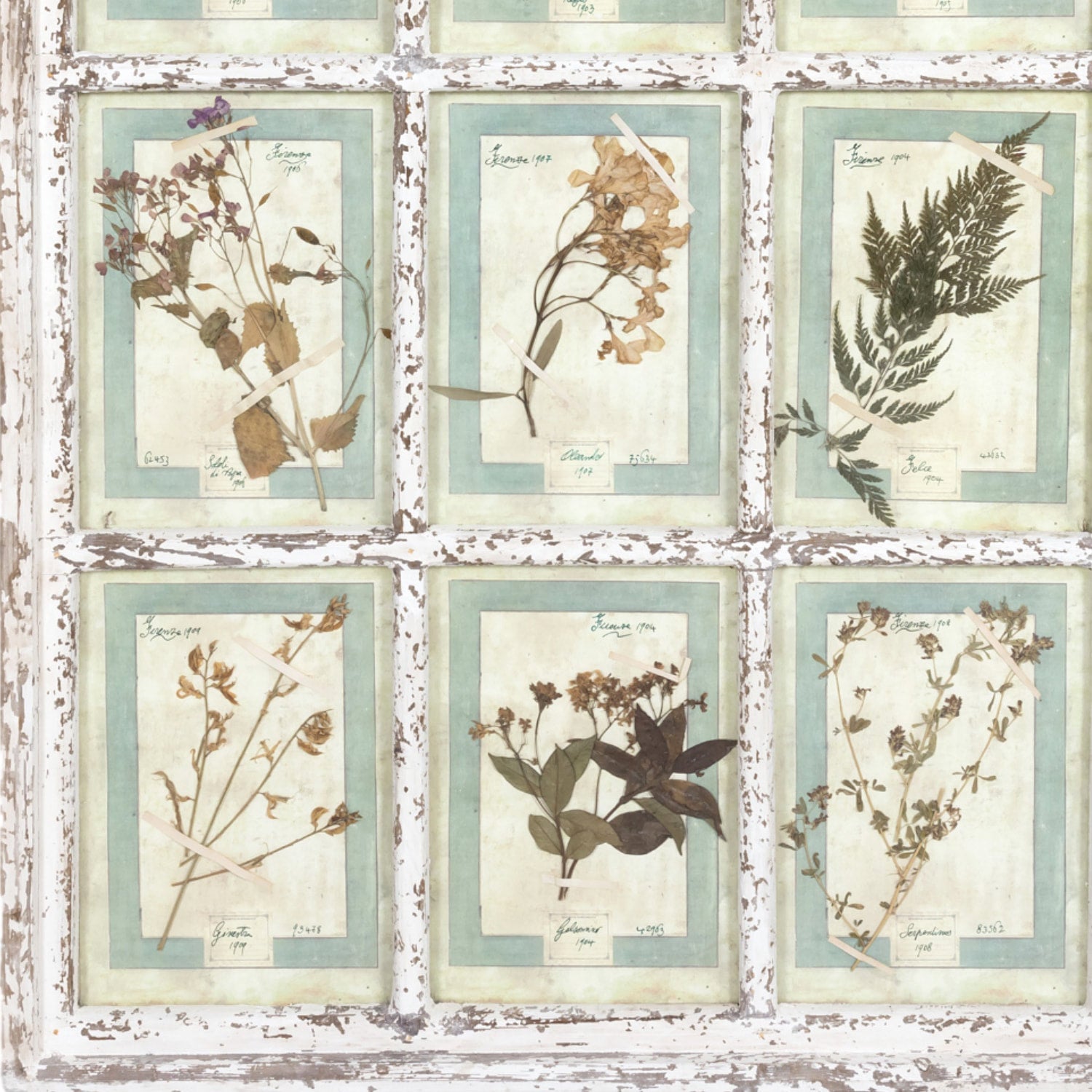 Collection of 9 Early 20th Century Italian Herbiers from Florence, Italy Set in Large 9 Paned White Window Frame