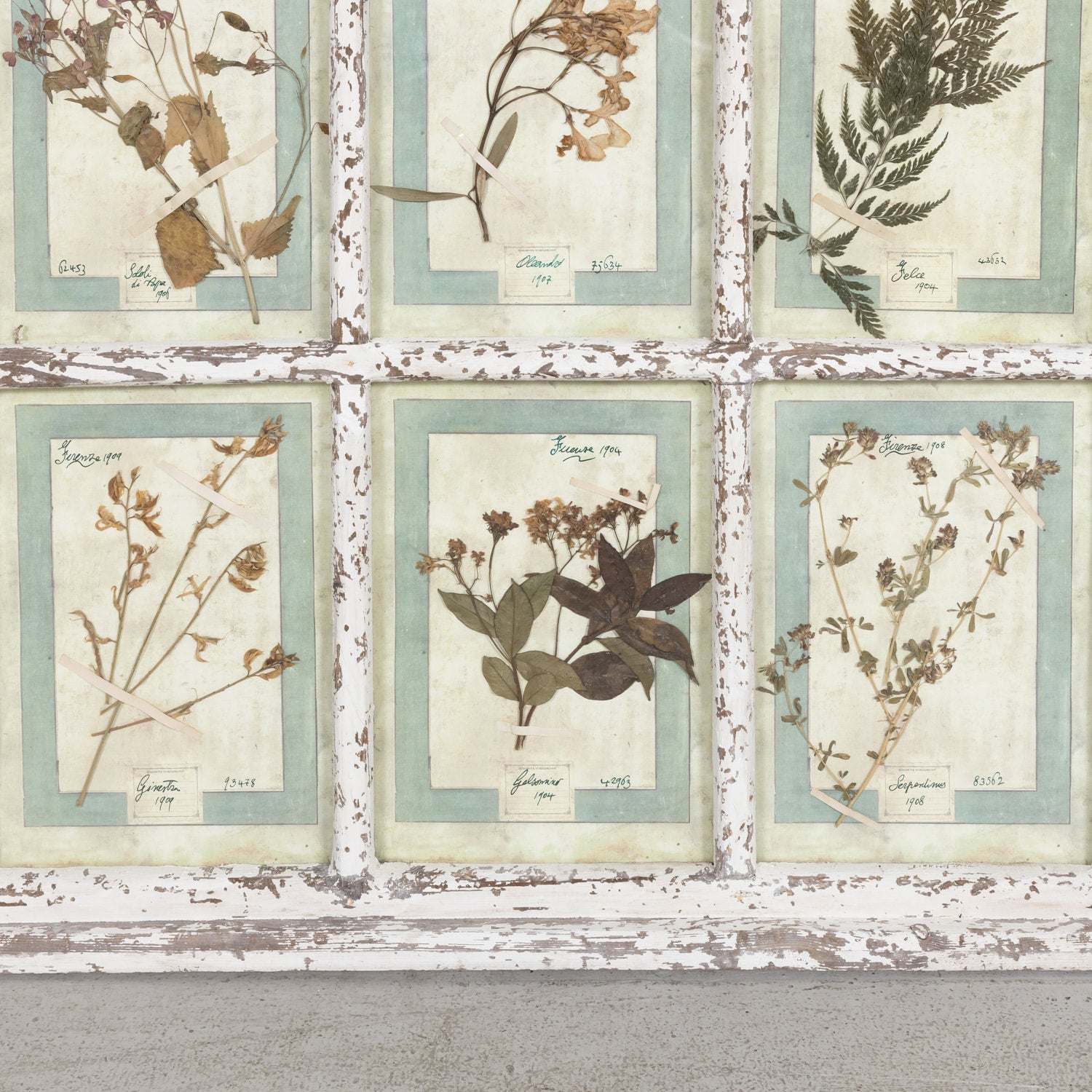Collection of 9 Early 20th Century Italian Herbiers from Florence, Italy Set in Large 9 Paned White Window Frame