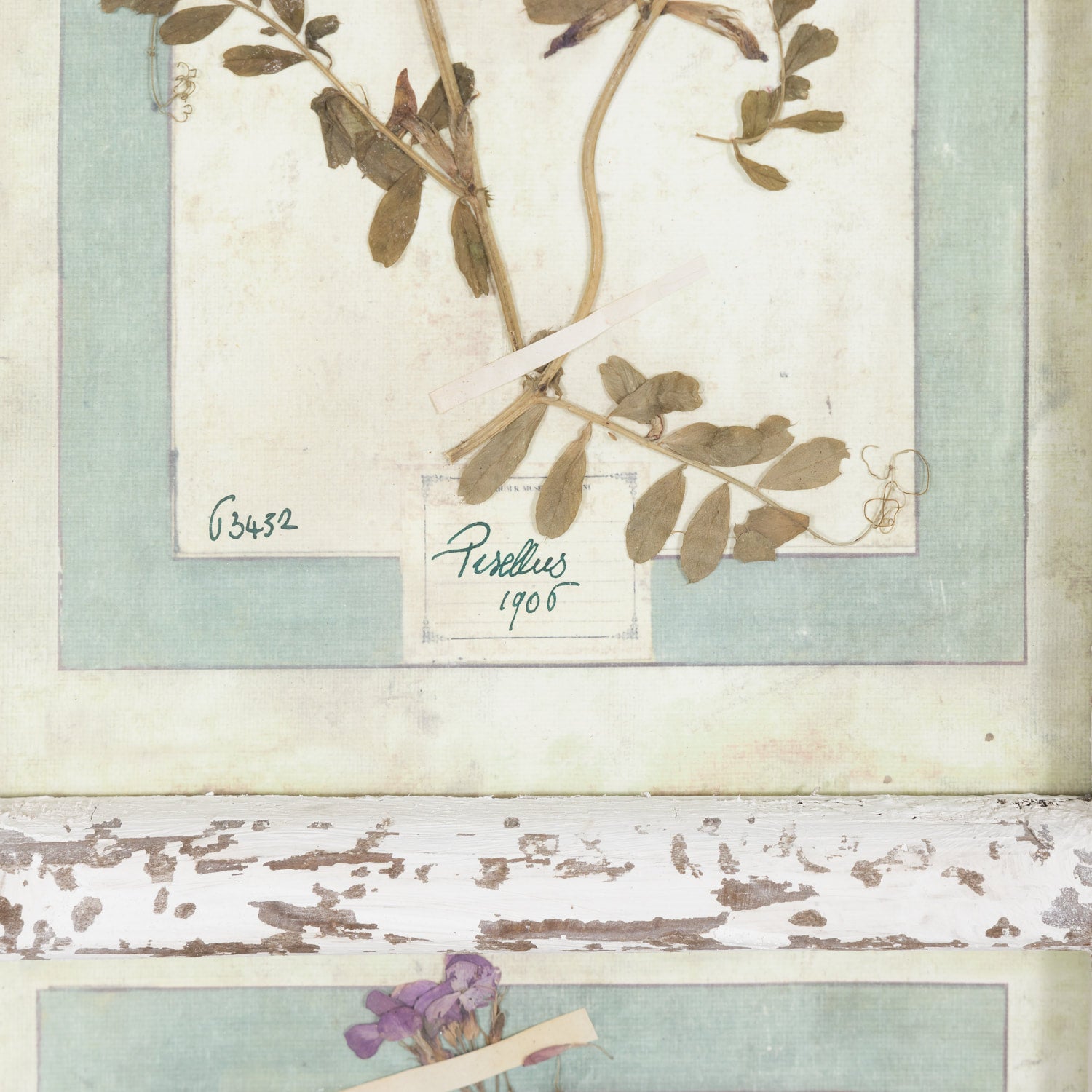 Collection of 9 Early 20th Century Italian Herbiers from Florence, Italy Set in Large 9 Paned White Window Frame