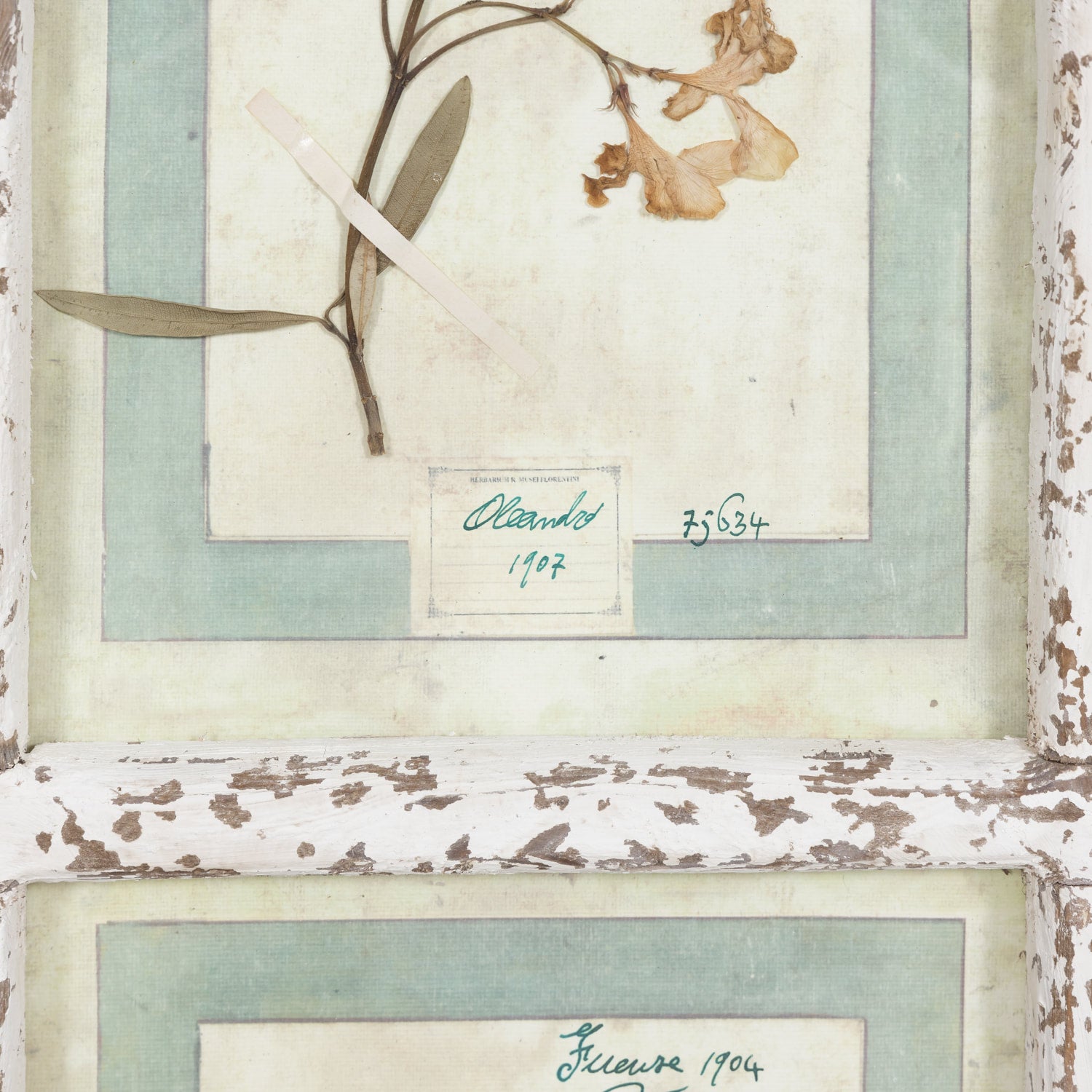 Collection of 9 Early 20th Century Italian Herbiers from Florence, Italy Set in Large 9 Paned White Window Frame