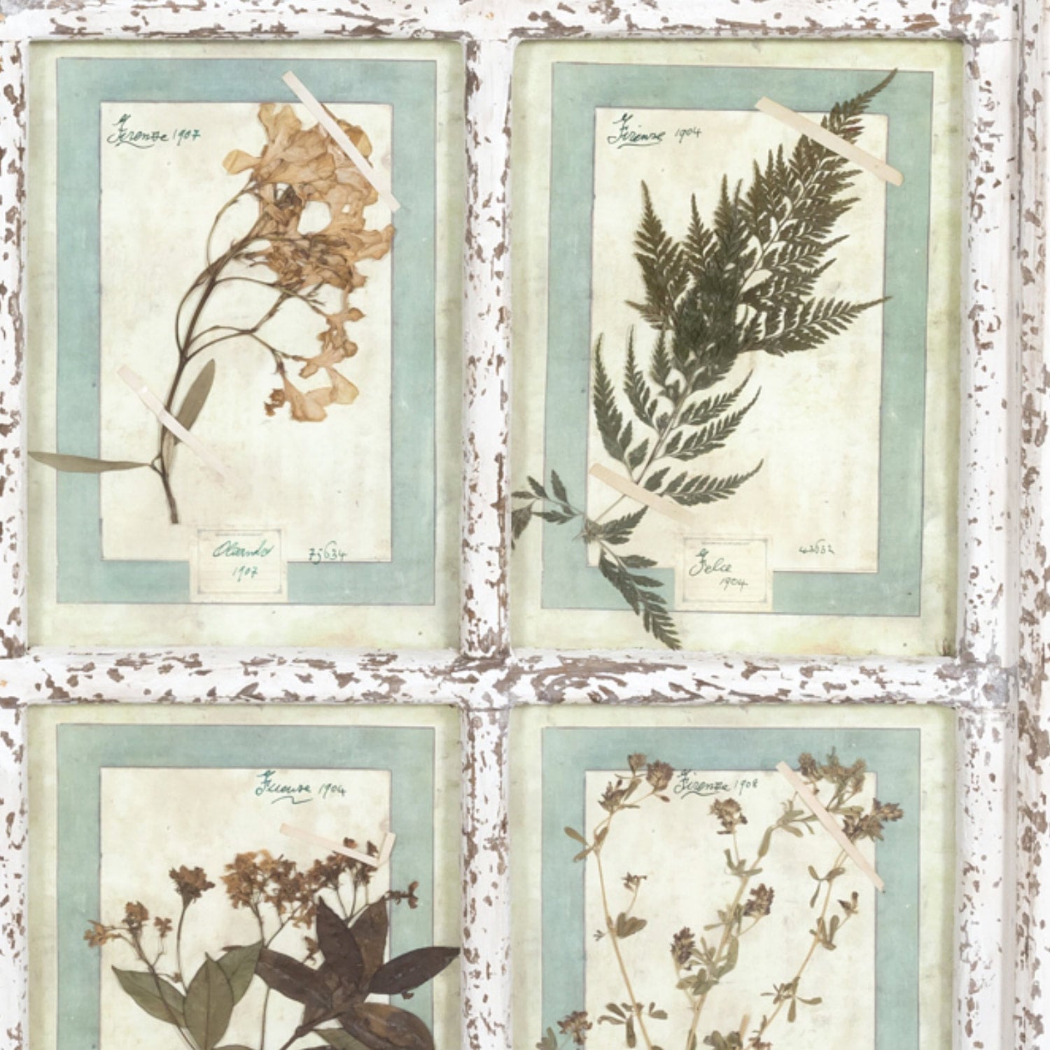 Collection of 9 Early 20th Century Italian Herbiers from Florence, Italy Set in Large 9 Paned White Window Frame
