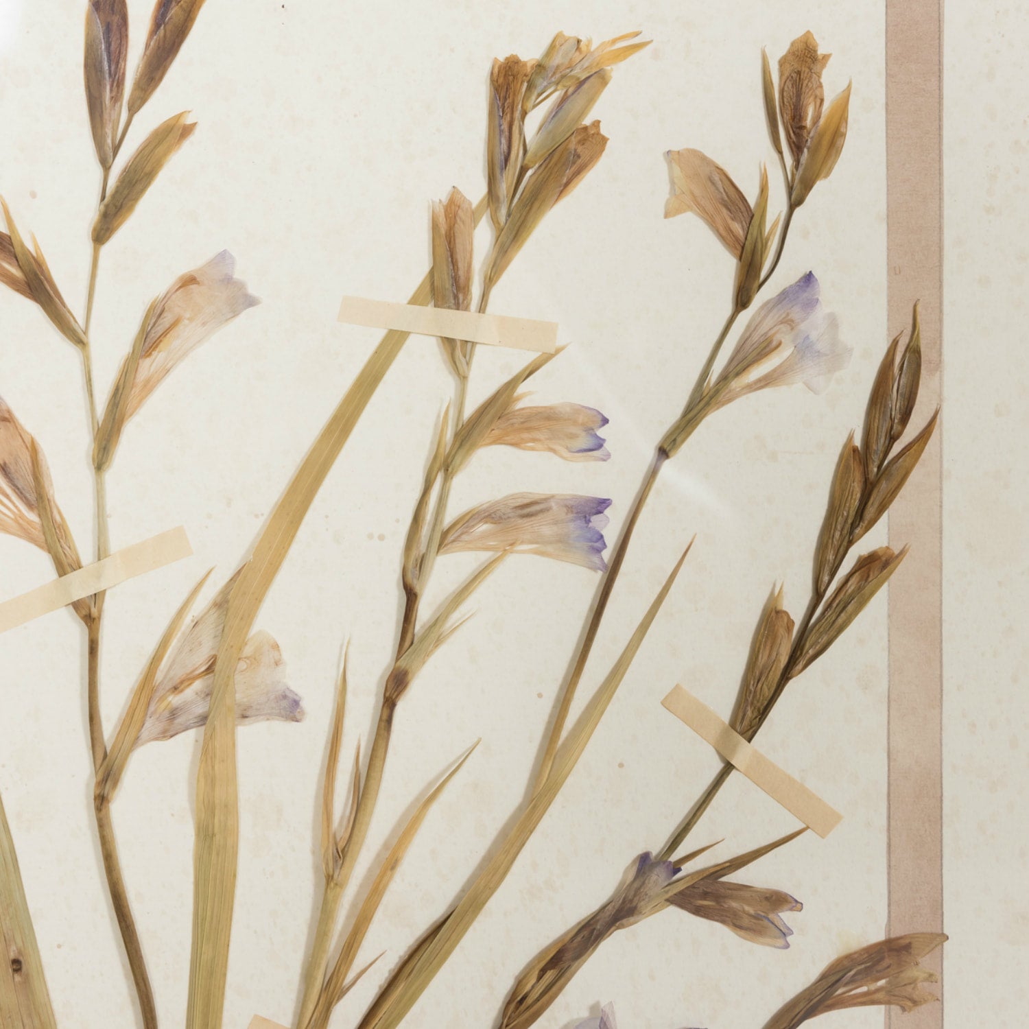 Early 20th Century Framed Italian Herbier Dried and Pressed Botanical #1