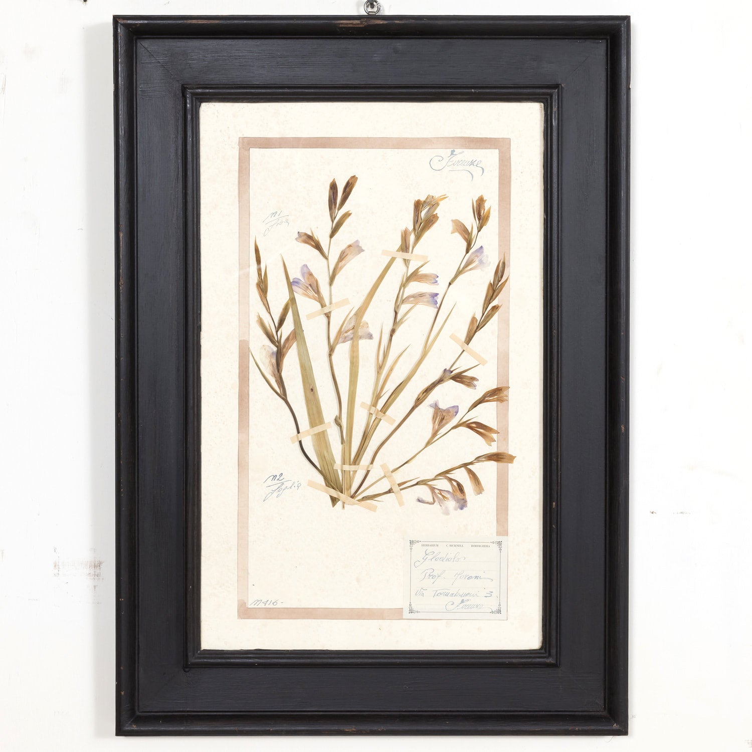 Early 20th Century Framed Italian Herbier Dried and Pressed Botanical #1
