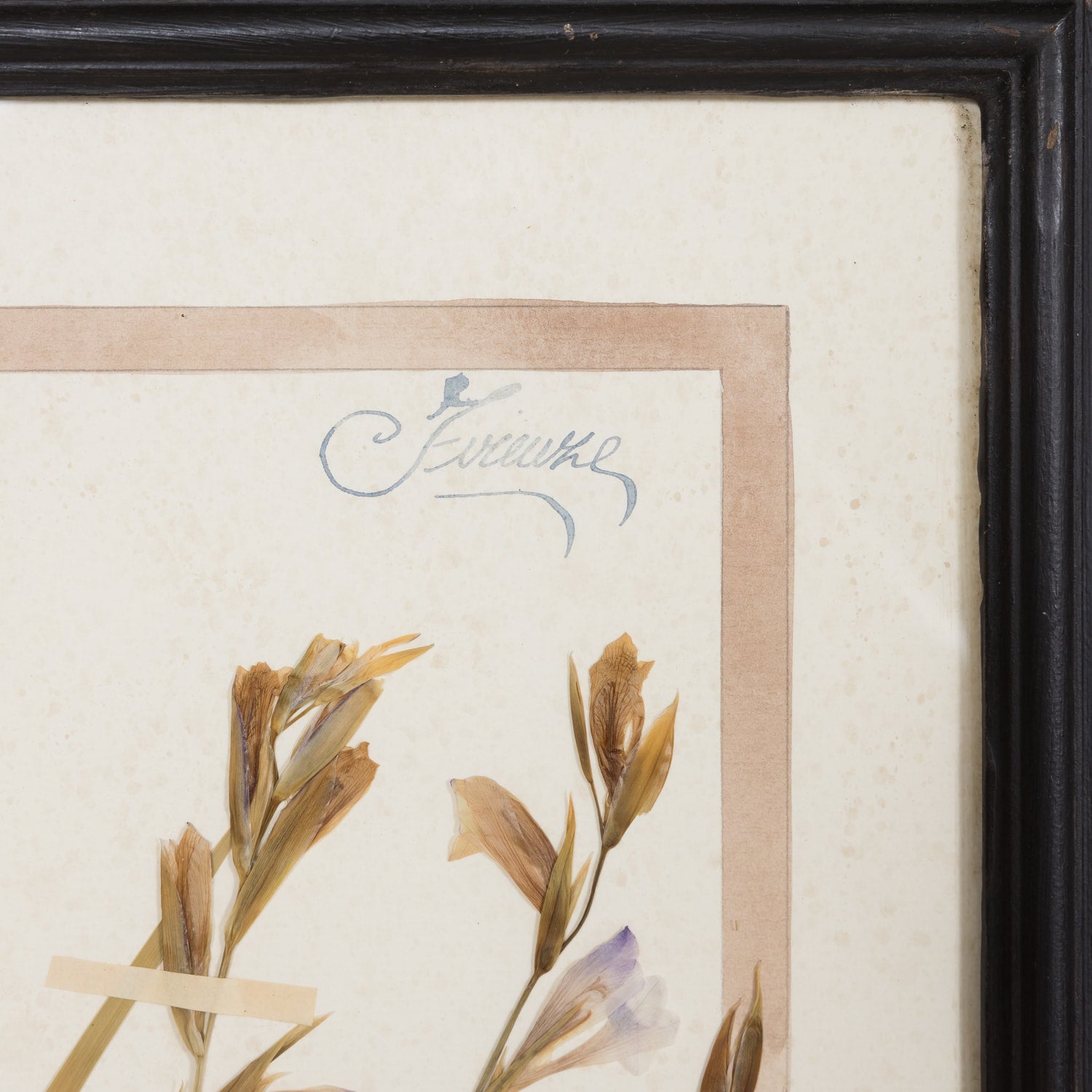 Early 20th Century Framed Italian Herbier Dried and Pressed Botanical #1
