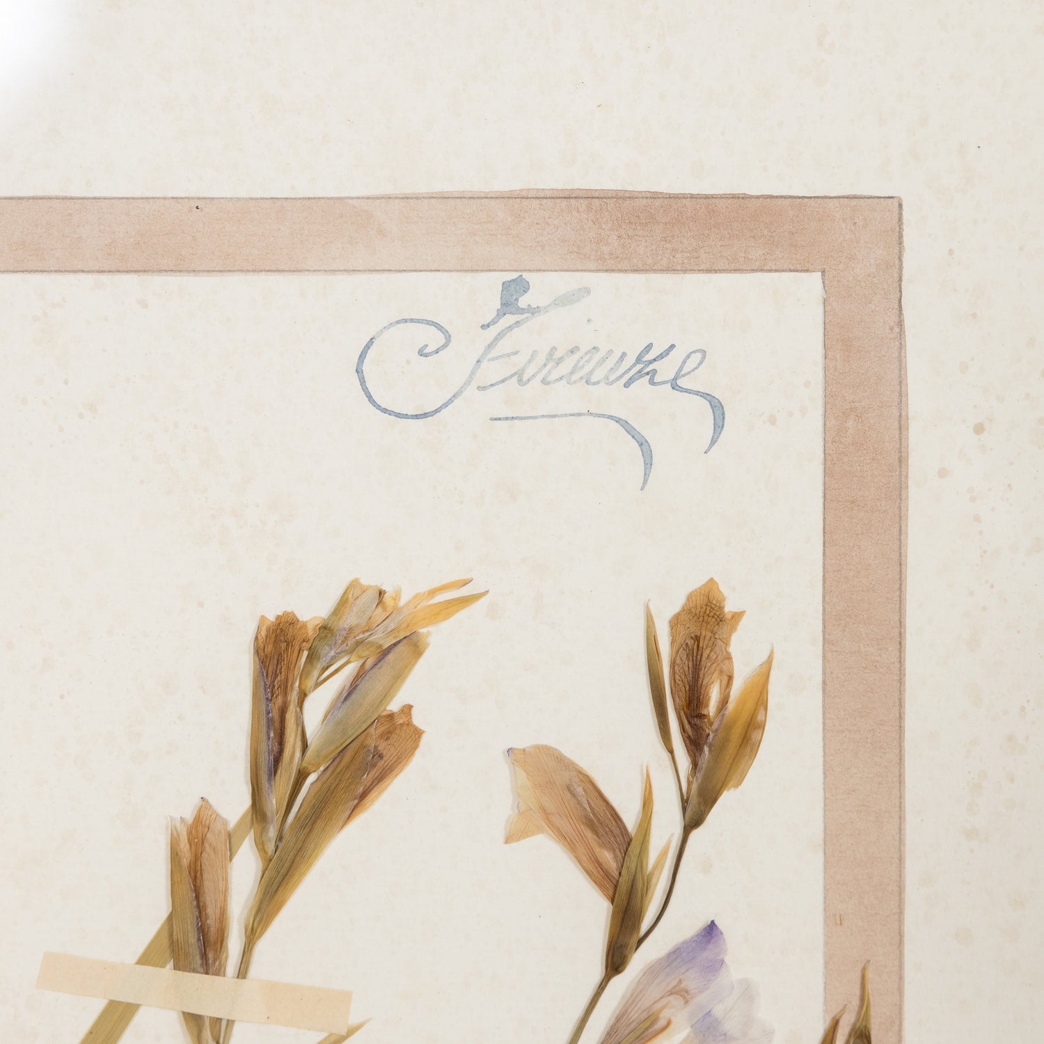 Early 20th Century Framed Italian Herbier Dried and Pressed Botanical #1