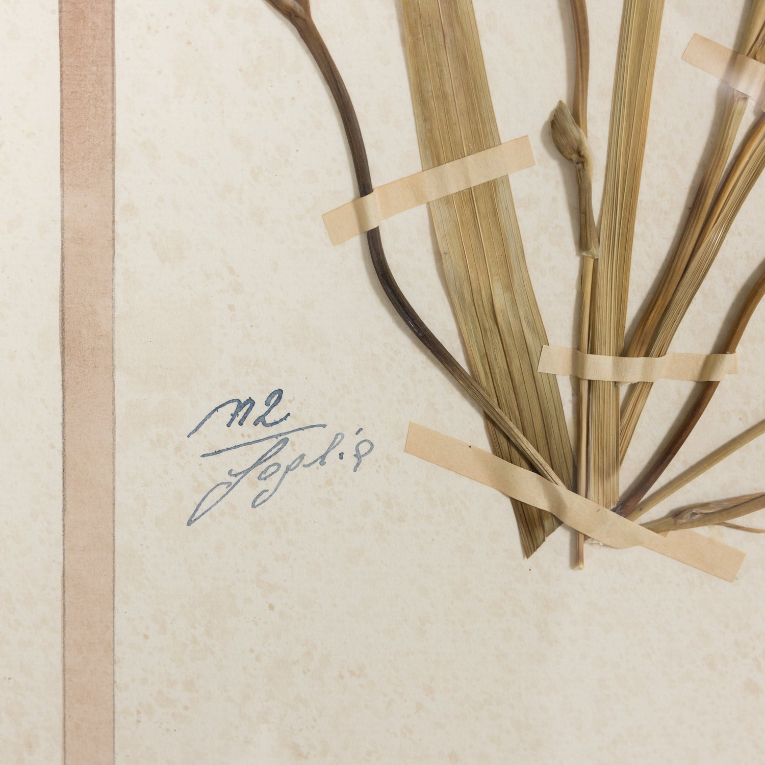 Early 20th Century Framed Italian Herbier Dried and Pressed Botanical #1