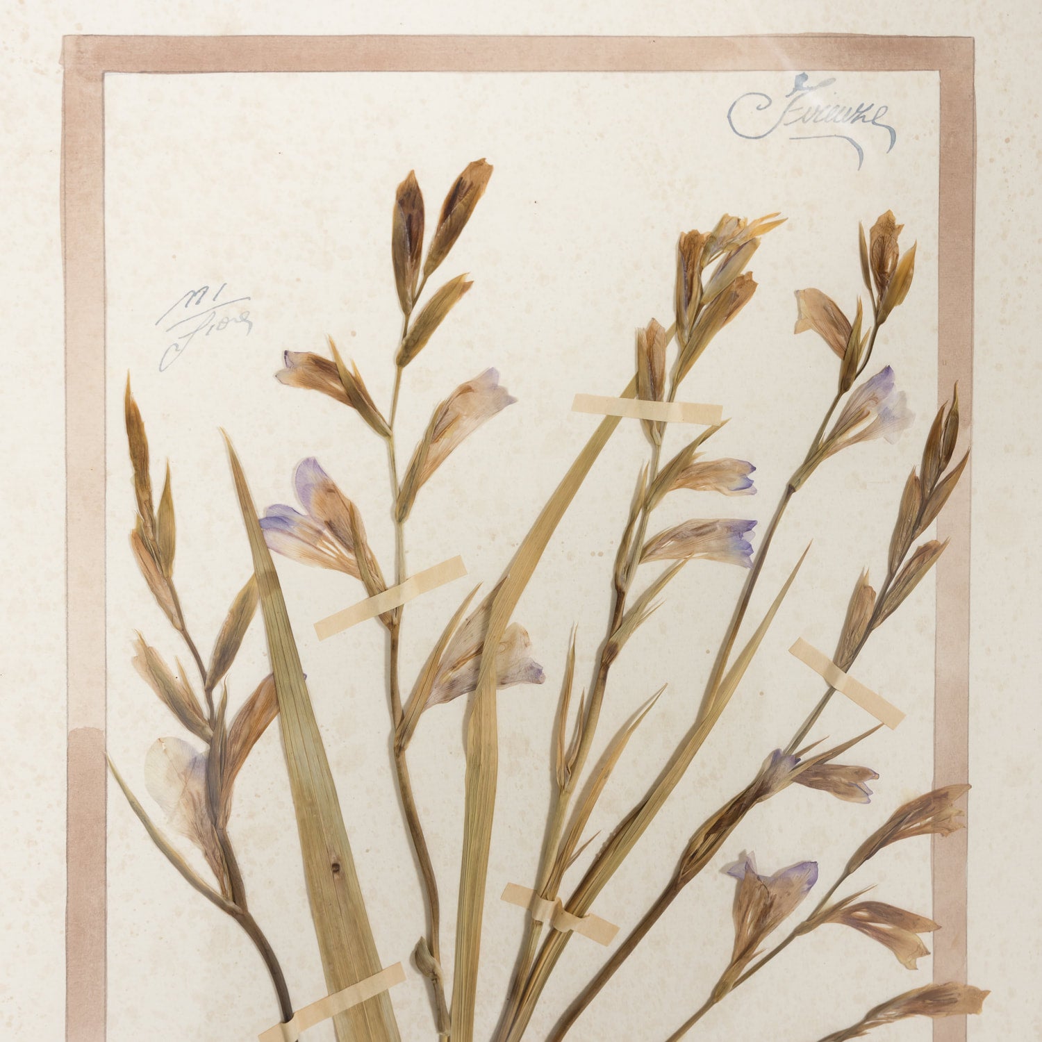 Early 20th Century Framed Italian Herbier Dried and Pressed Botanical #1