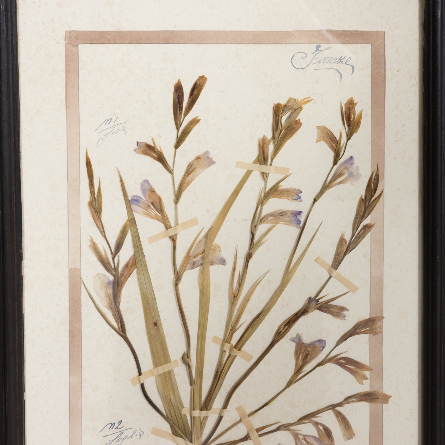 Early 20th Century Framed Italian Herbier Dried and Pressed Botanical #1