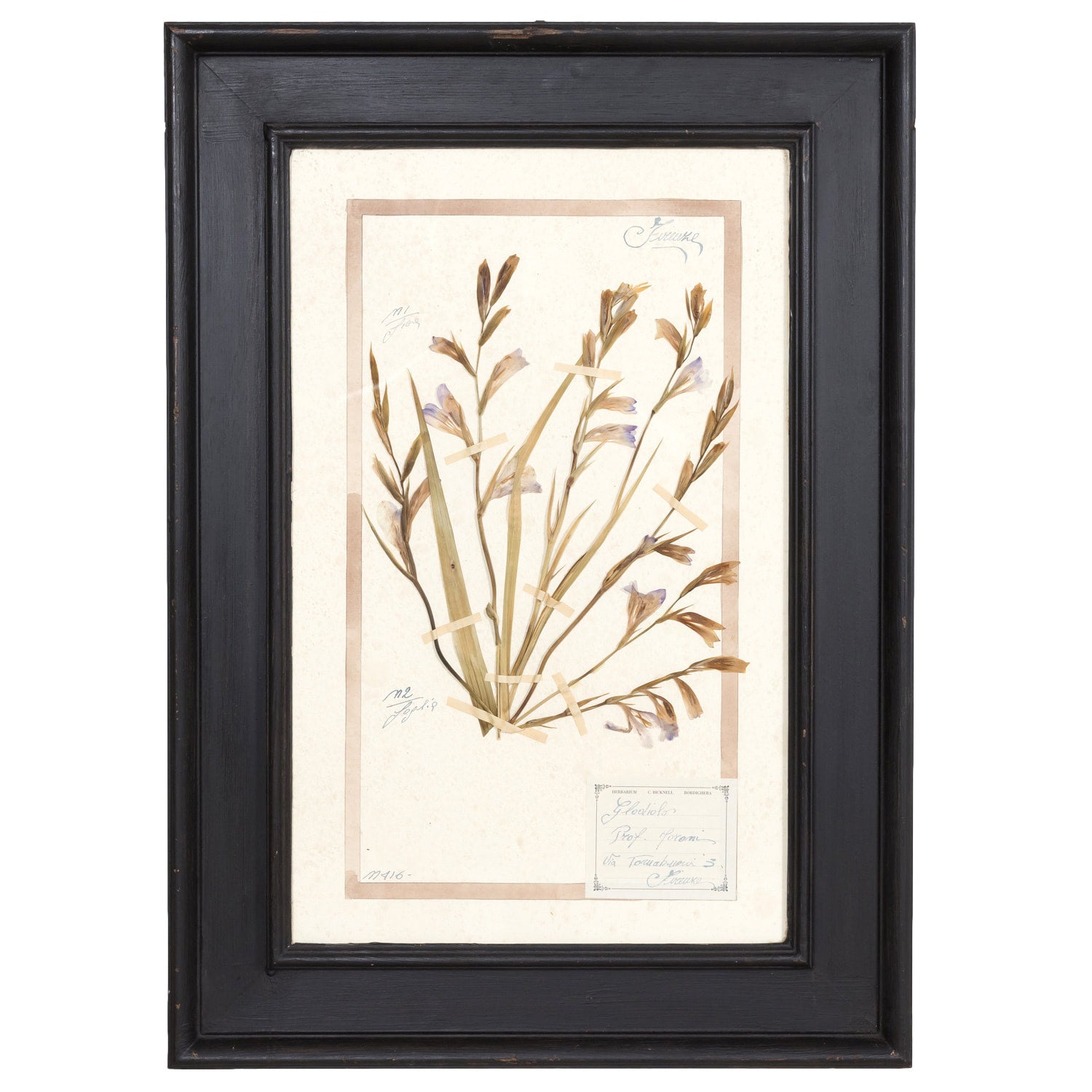 Early 20th Century Framed Italian Herbier Dried and Pressed Botanical #1