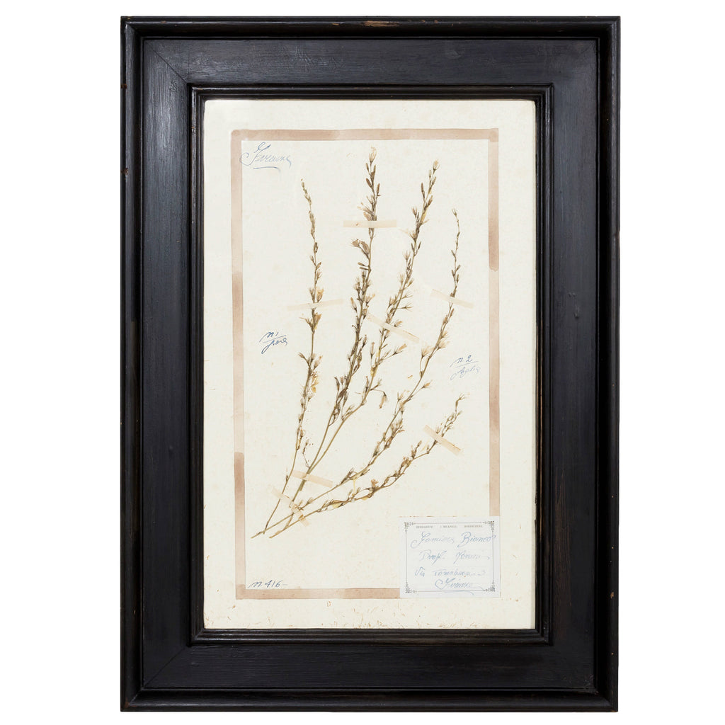 Early 20th Century Framed Italian Herbier Dried and Pressed Botanical #2