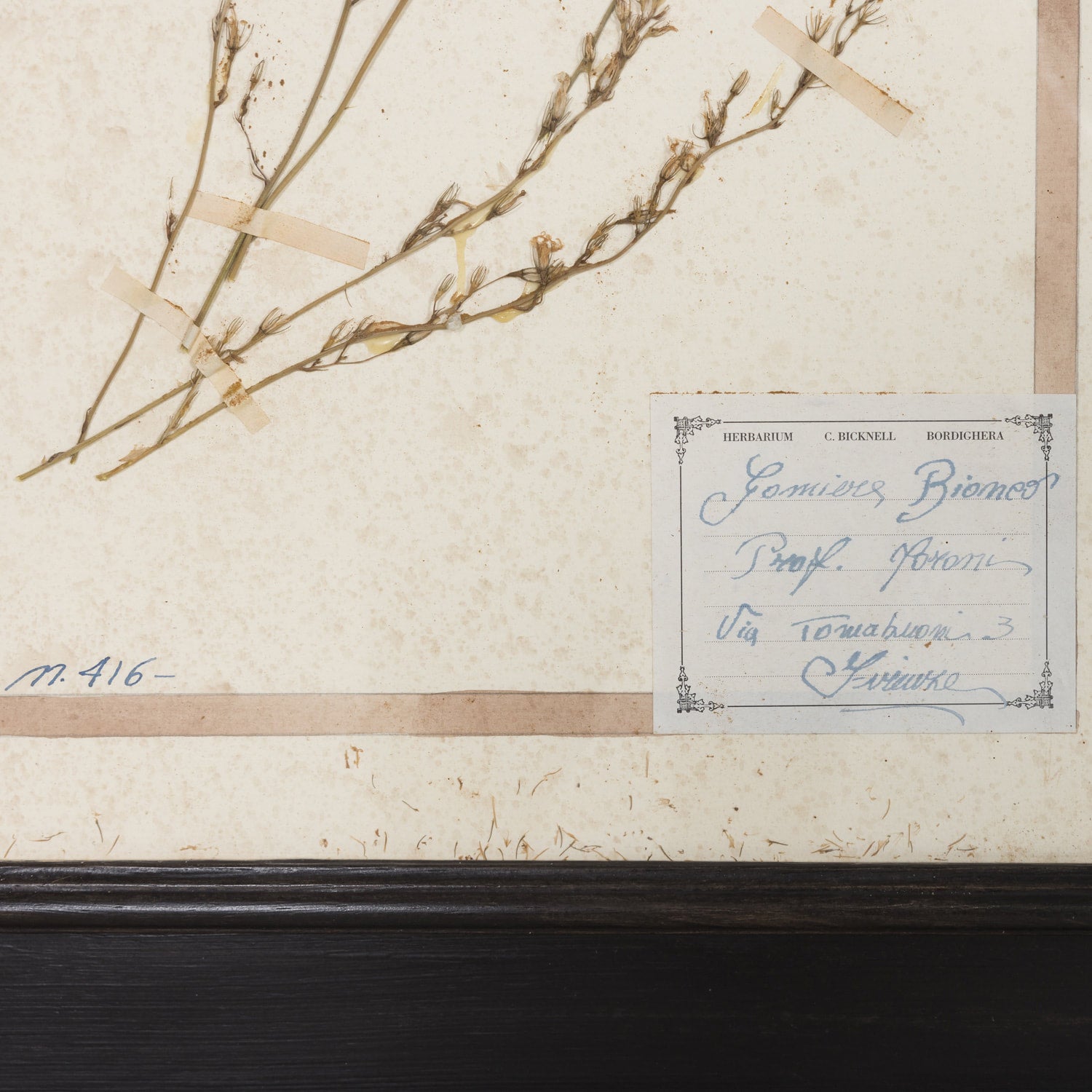 Early 20th Century Framed Italian Herbier Dried and Pressed Botanical #2