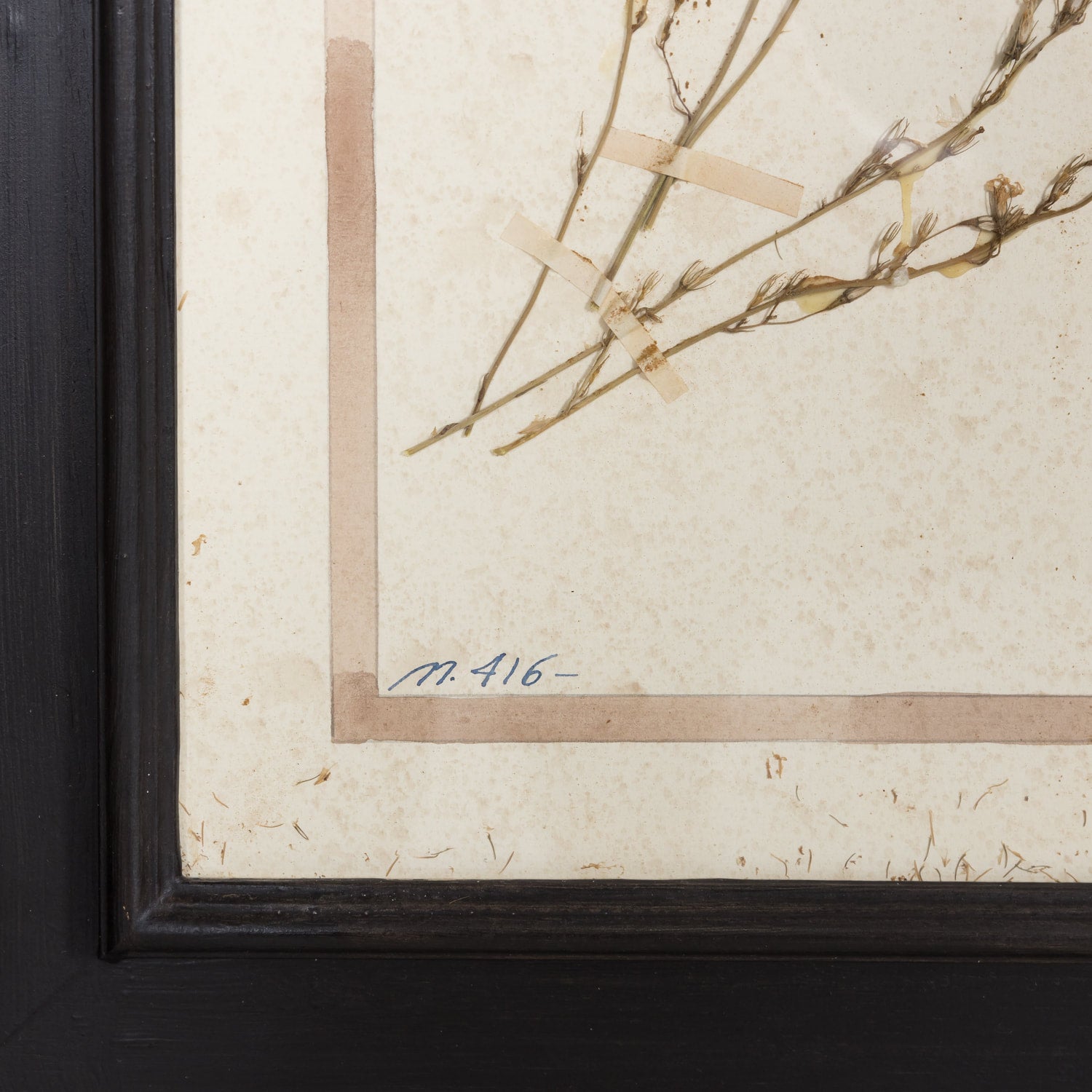 Early 20th Century Framed Italian Herbier Dried and Pressed Botanical #2