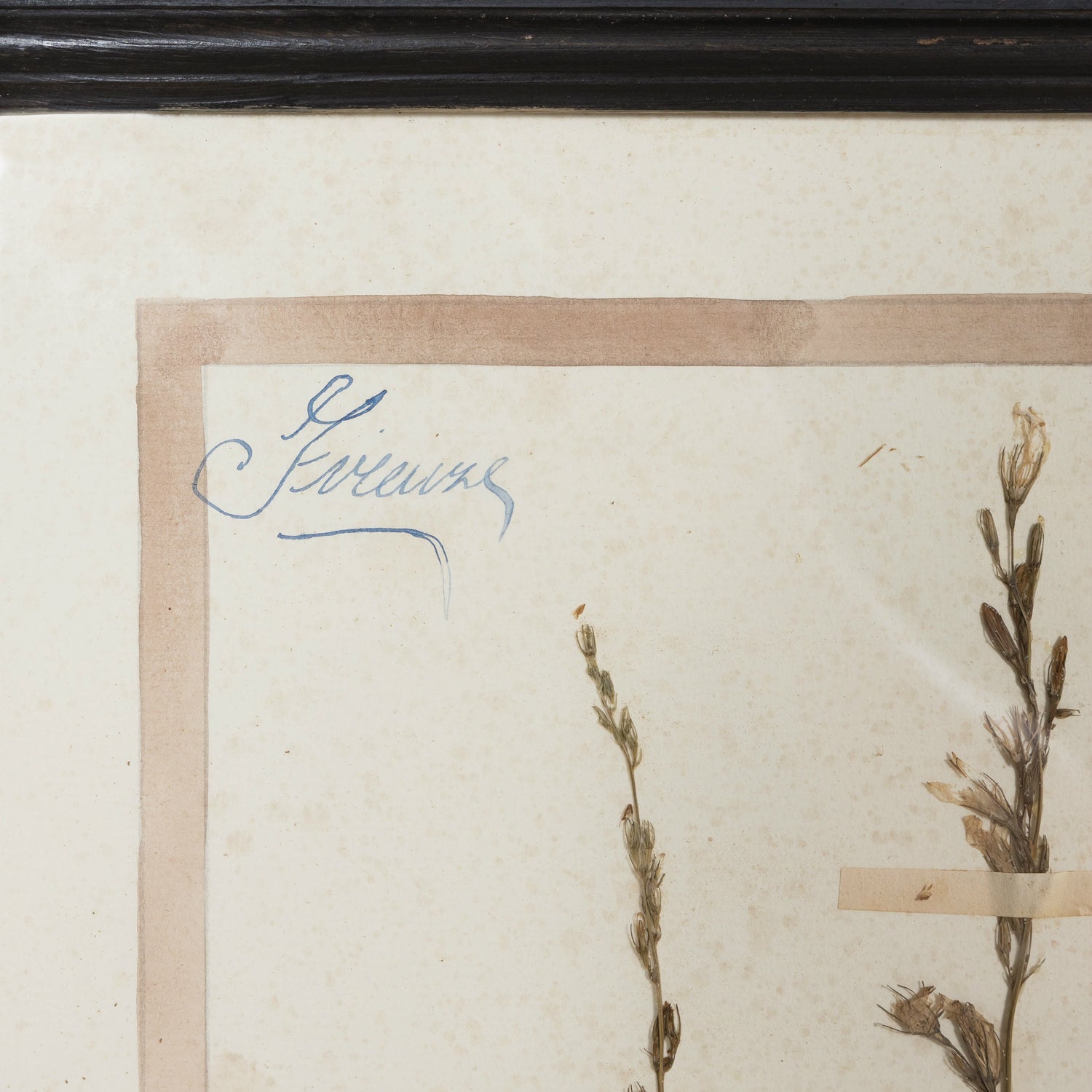 Early 20th Century Framed Italian Herbier Dried and Pressed Botanical #2