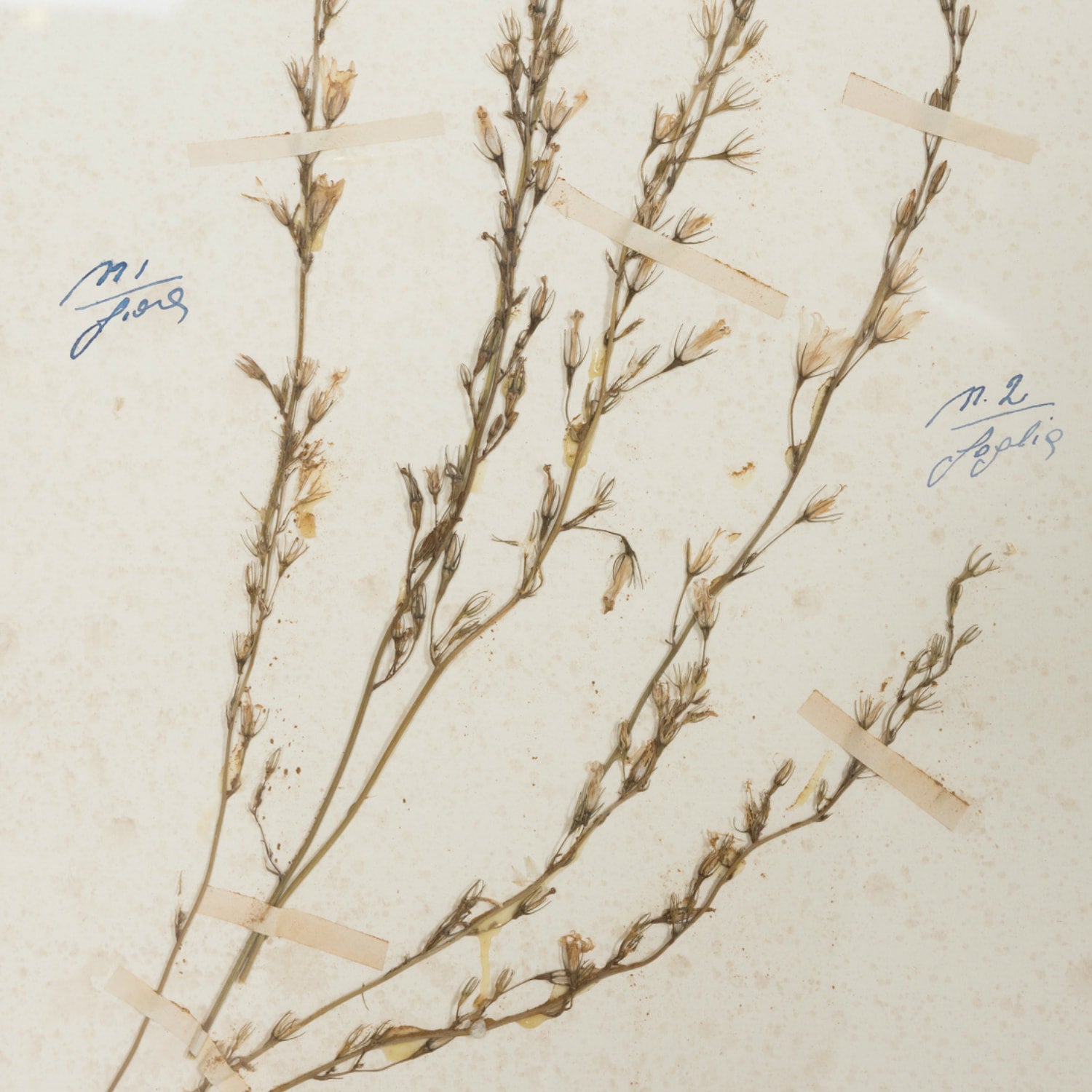 Early 20th Century Framed Italian Herbier Dried and Pressed Botanical #2