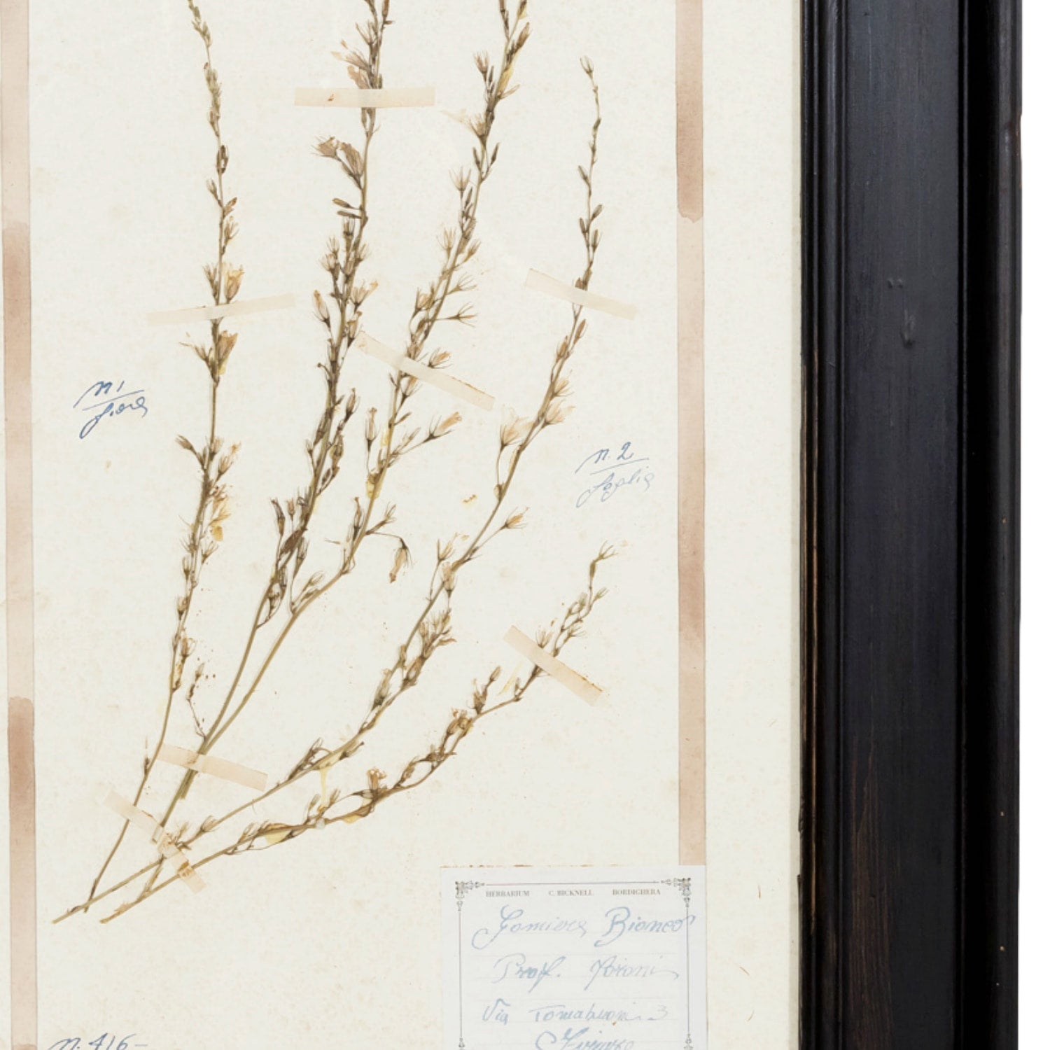 Early 20th Century Framed Italian Herbier Dried and Pressed Botanical #2