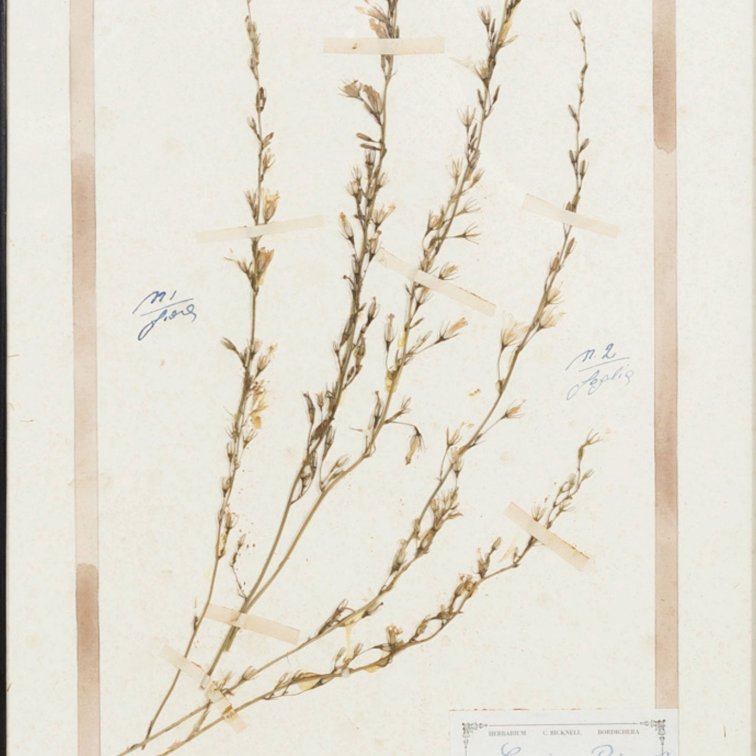 Early 20th Century Framed Italian Herbier Dried and Pressed Botanical #2