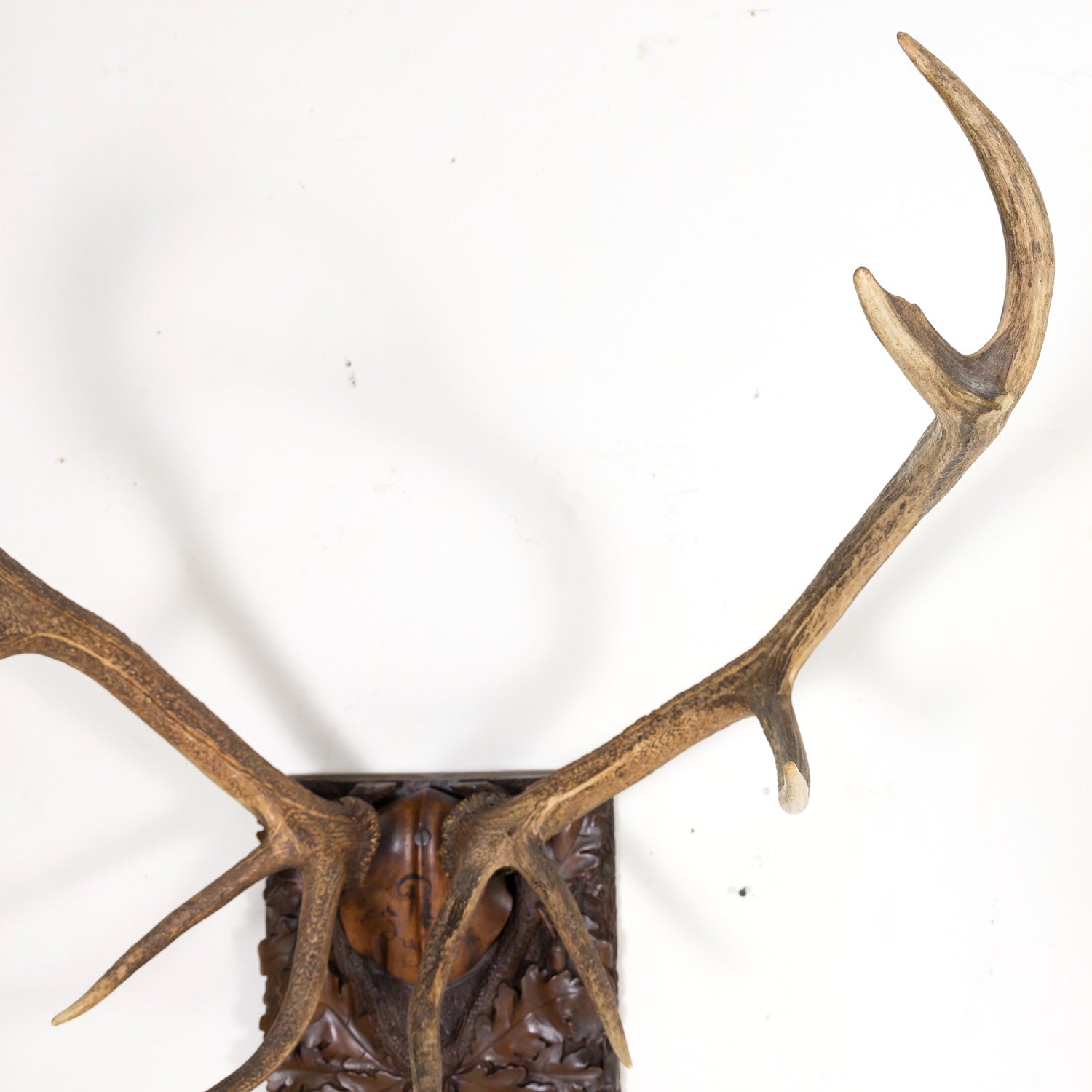 Hand Carved Swiss Black Forest Trophy Plaque with Antlers