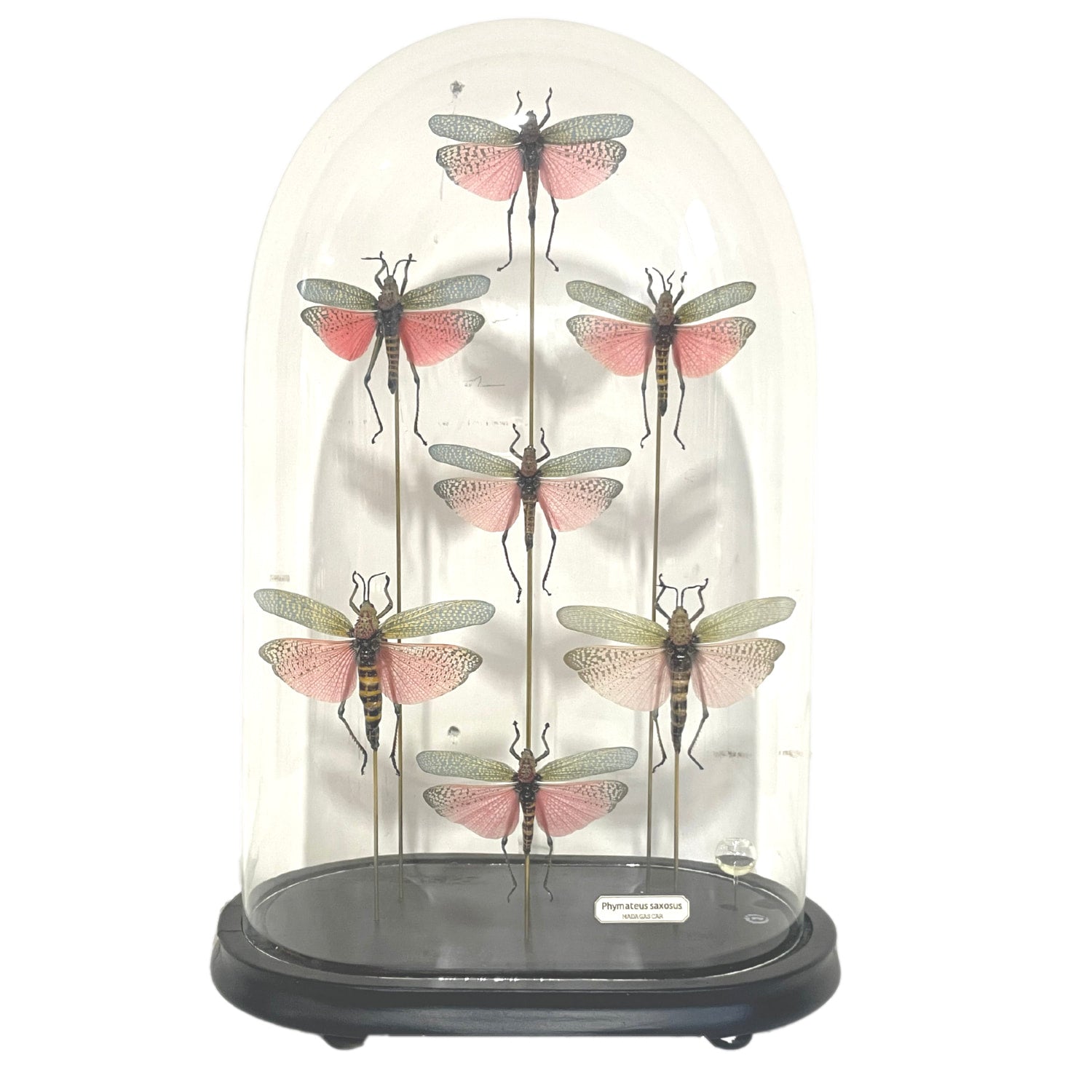 Seven Phymateus Saxosus Madagascar Insects in Napoleon III Period Glass Dome Cloche 