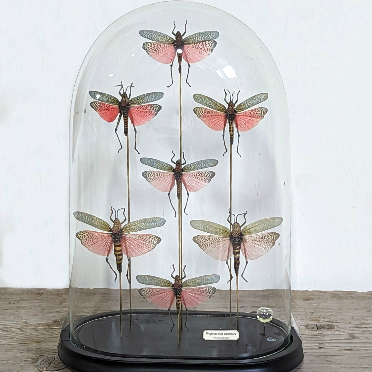 Seven Phymateus Saxosus Madagascar Insects in Napoleon III Period Glass Dome Cloche 