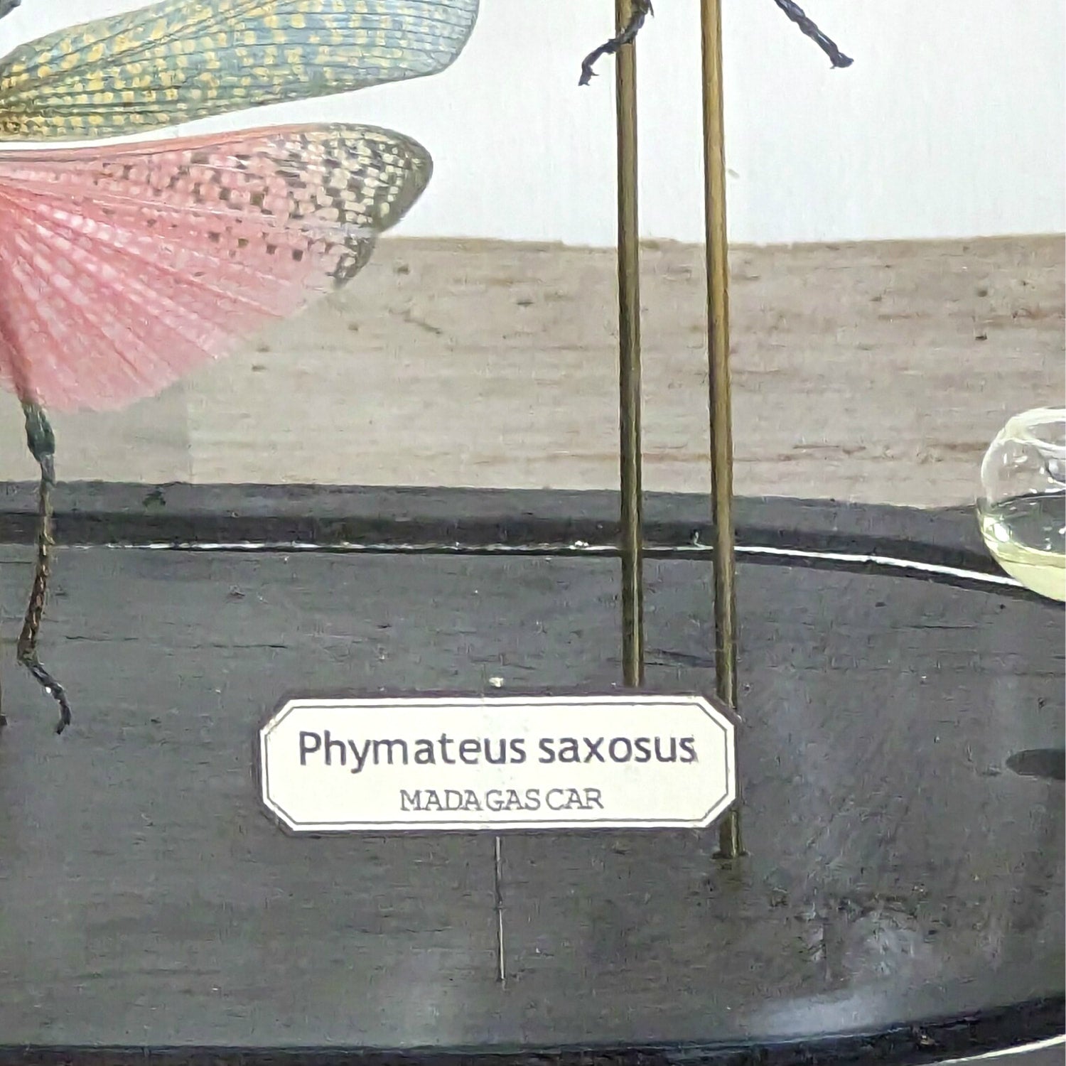 Seven Phymateus Saxosus Madagascar Insects in Napoleon III Period Glass Dome Cloche 