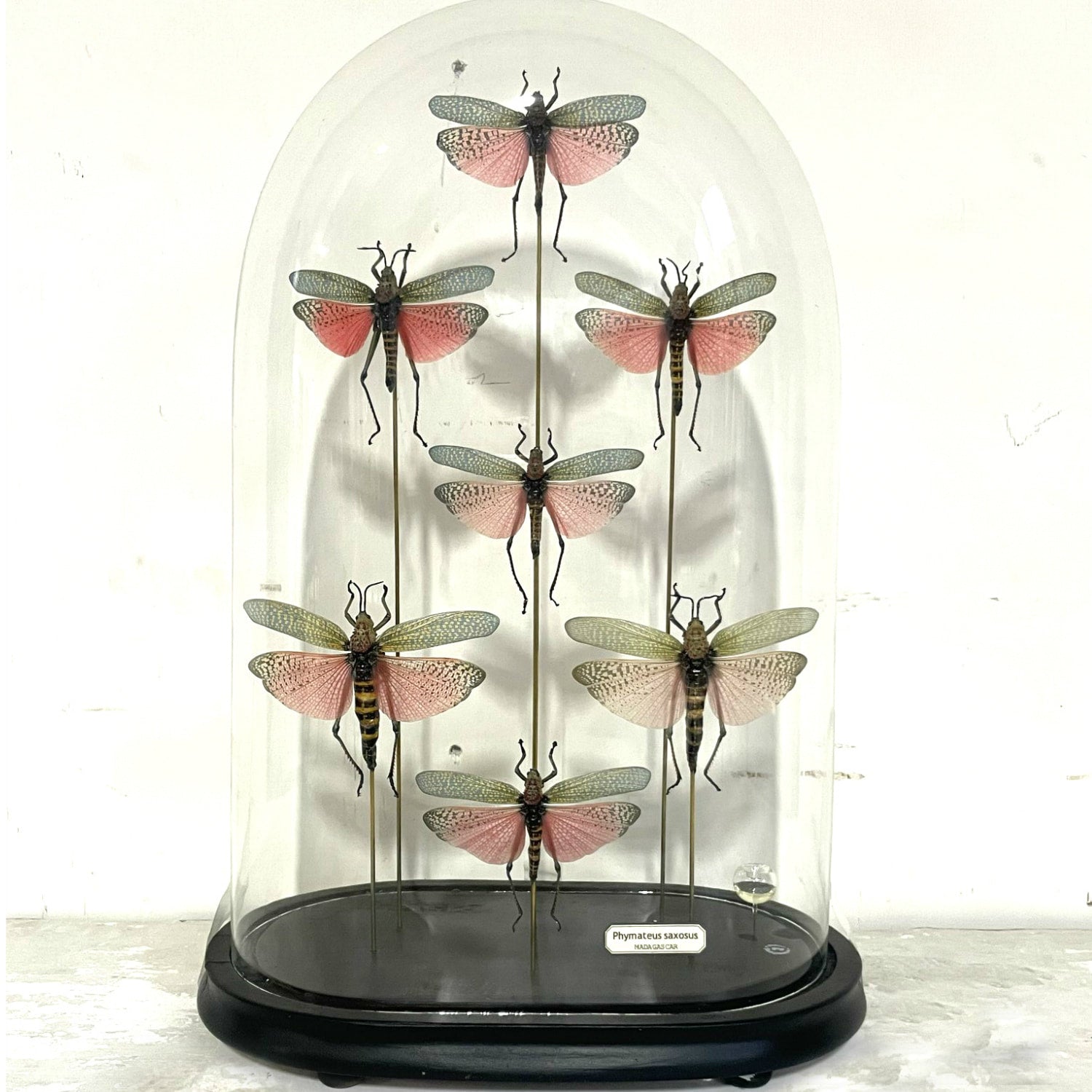 Seven Phymateus Saxosus Madagascar Insects in Napoleon III Period Glass Dome Cloche 