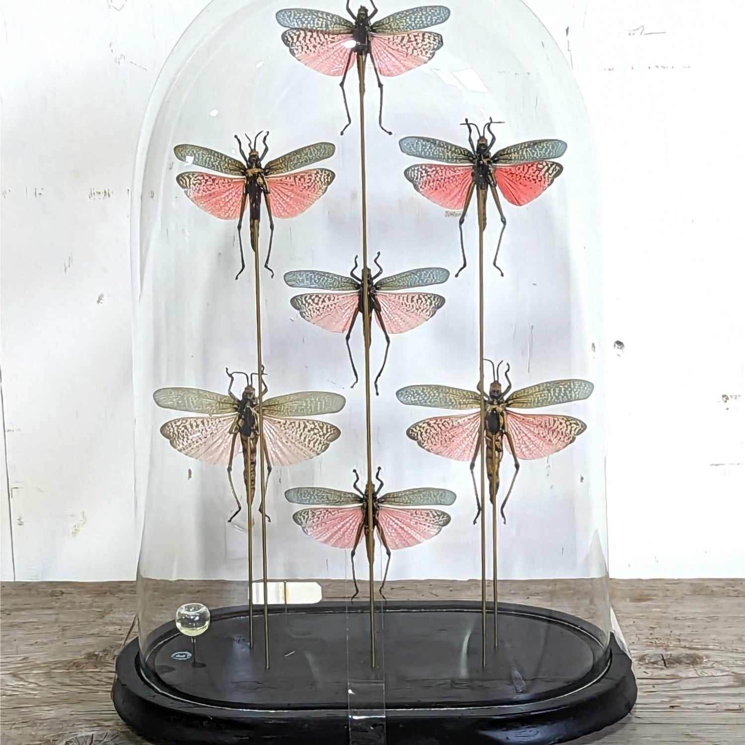 Seven Phymateus Saxosus Madagascar Insects in Napoleon III Period Glass Dome Cloche 