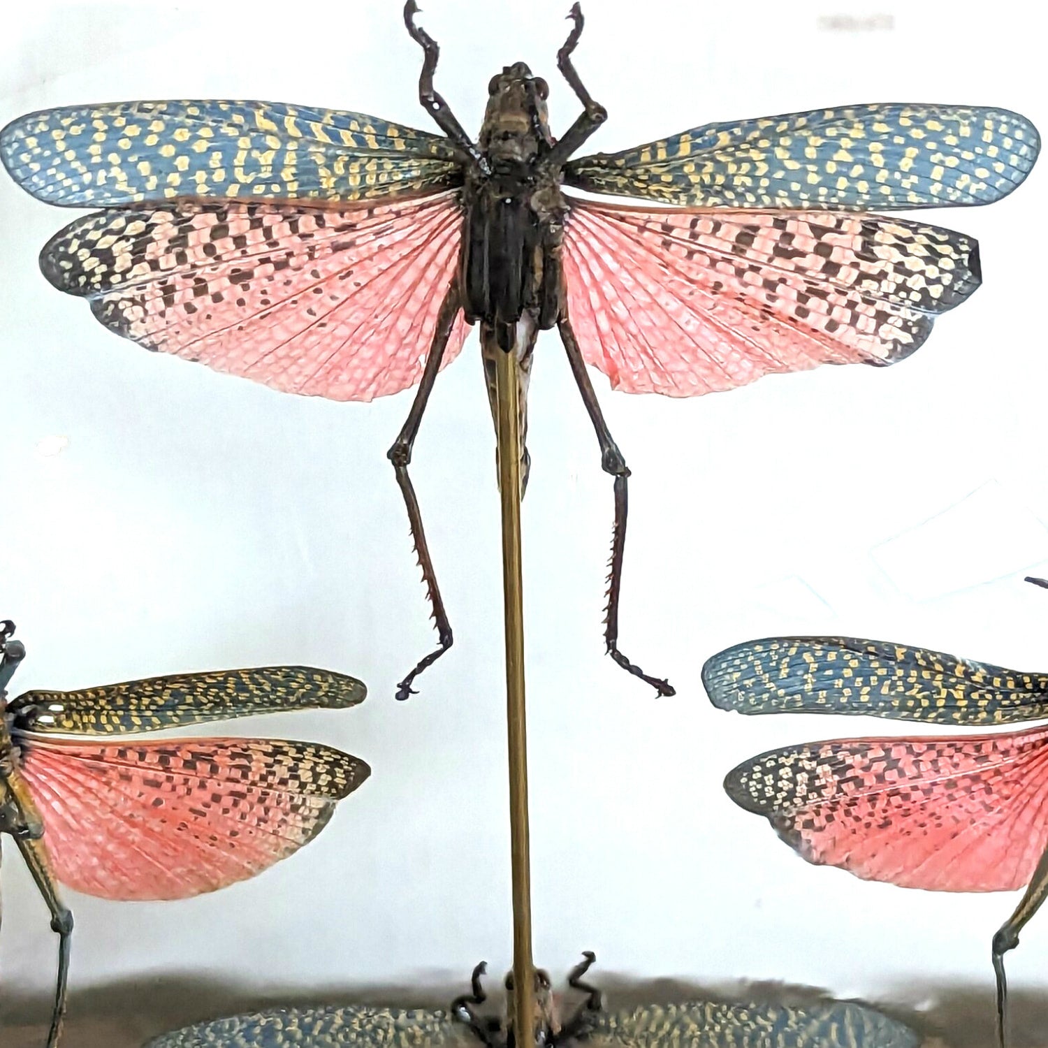 Seven Phymateus Saxosus Madagascar Insects in Napoleon III Period Glass Dome Cloche 