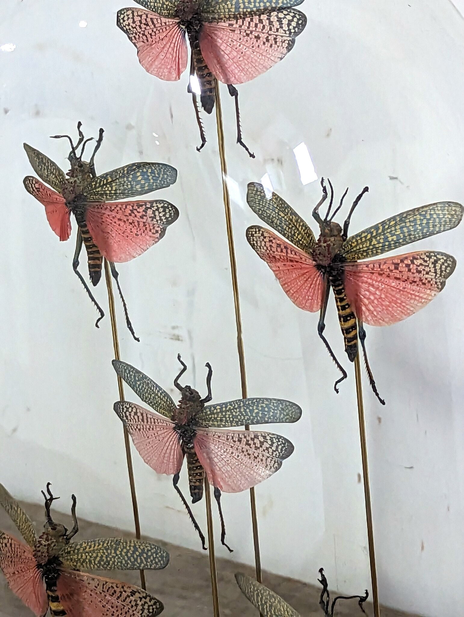 Seven Phymateus Saxosus Madagascar Insects in Napoleon III Period Glass Dome Cloche 