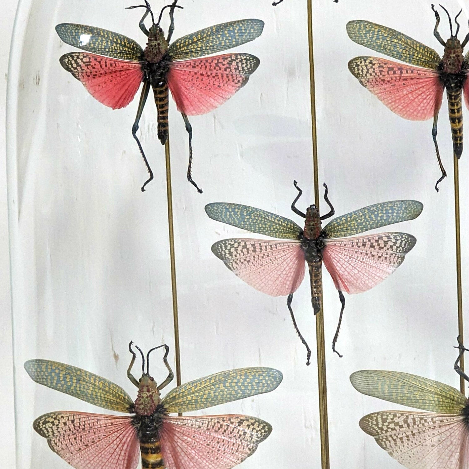 Seven Phymateus Saxosus Madagascar Insects in Napoleon III Period Glass Dome Cloche 